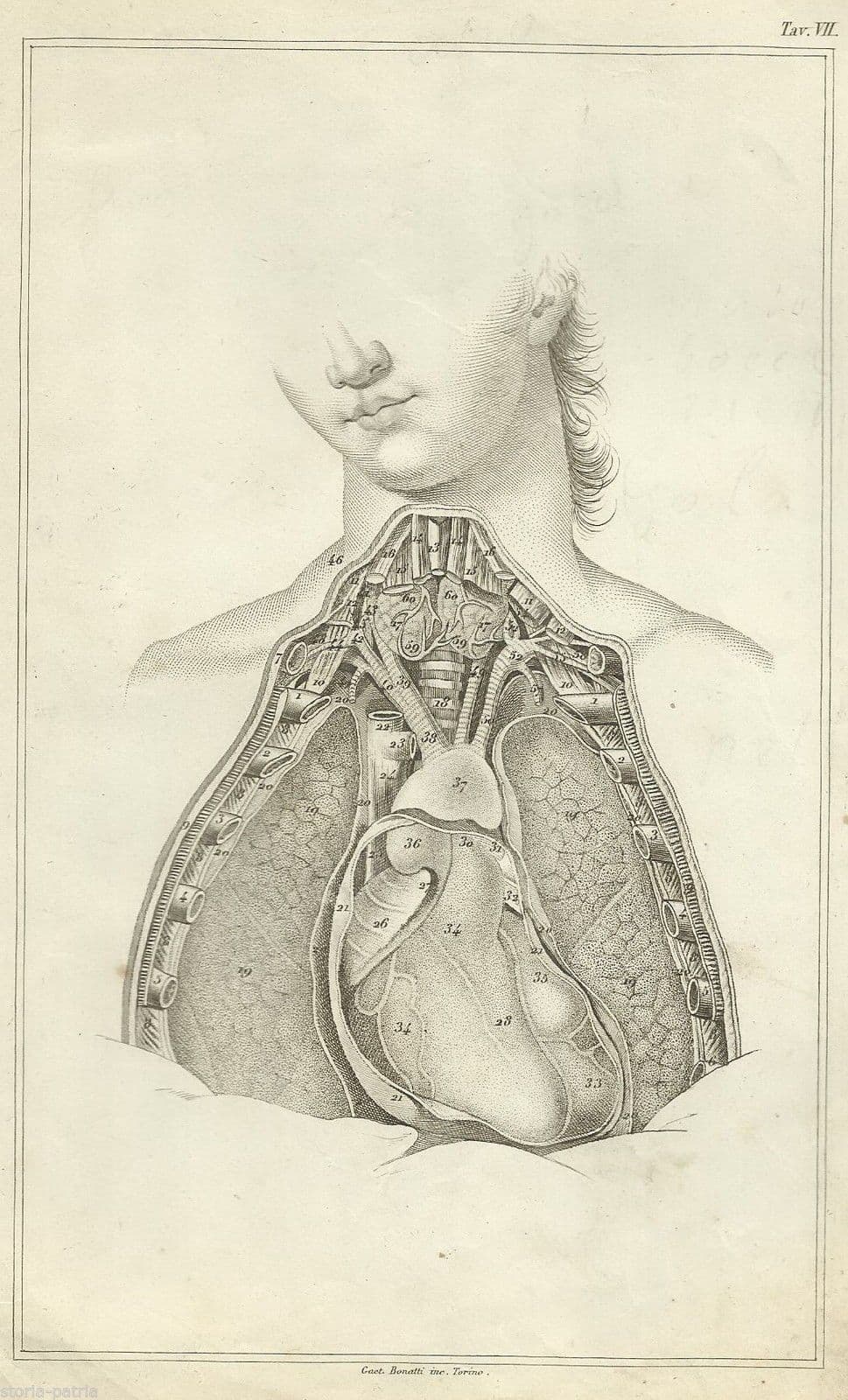 Incisione Antica Di Anatomia Umana, Torace E Organi Interni, Gaetano Bonatti, 1870