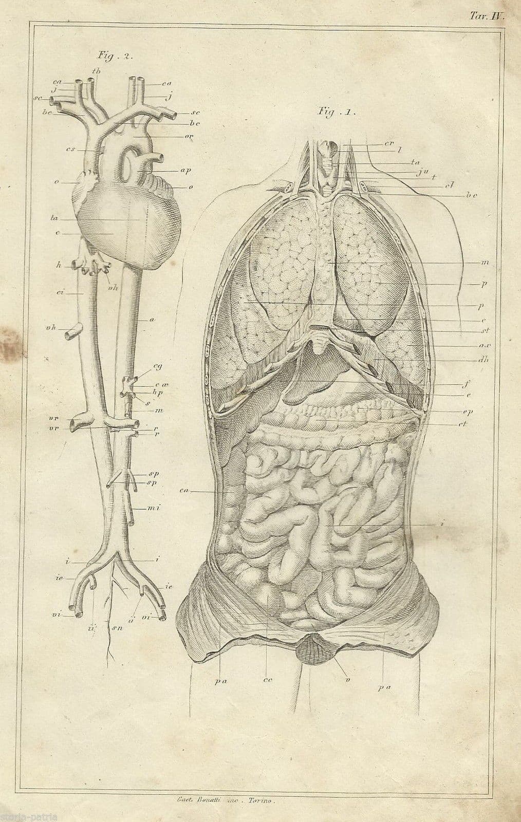 Incisione Anatomica Antica: Cuore, Polmoni, Intestino, 1870, Bonatti