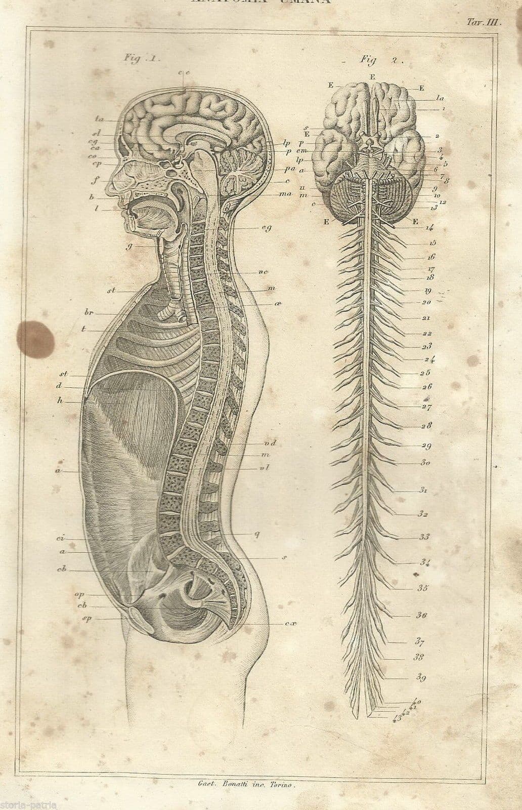 Stampa Anatomica Antica Del Sistema Nervoso E Midollo Spinale Di Bonatti