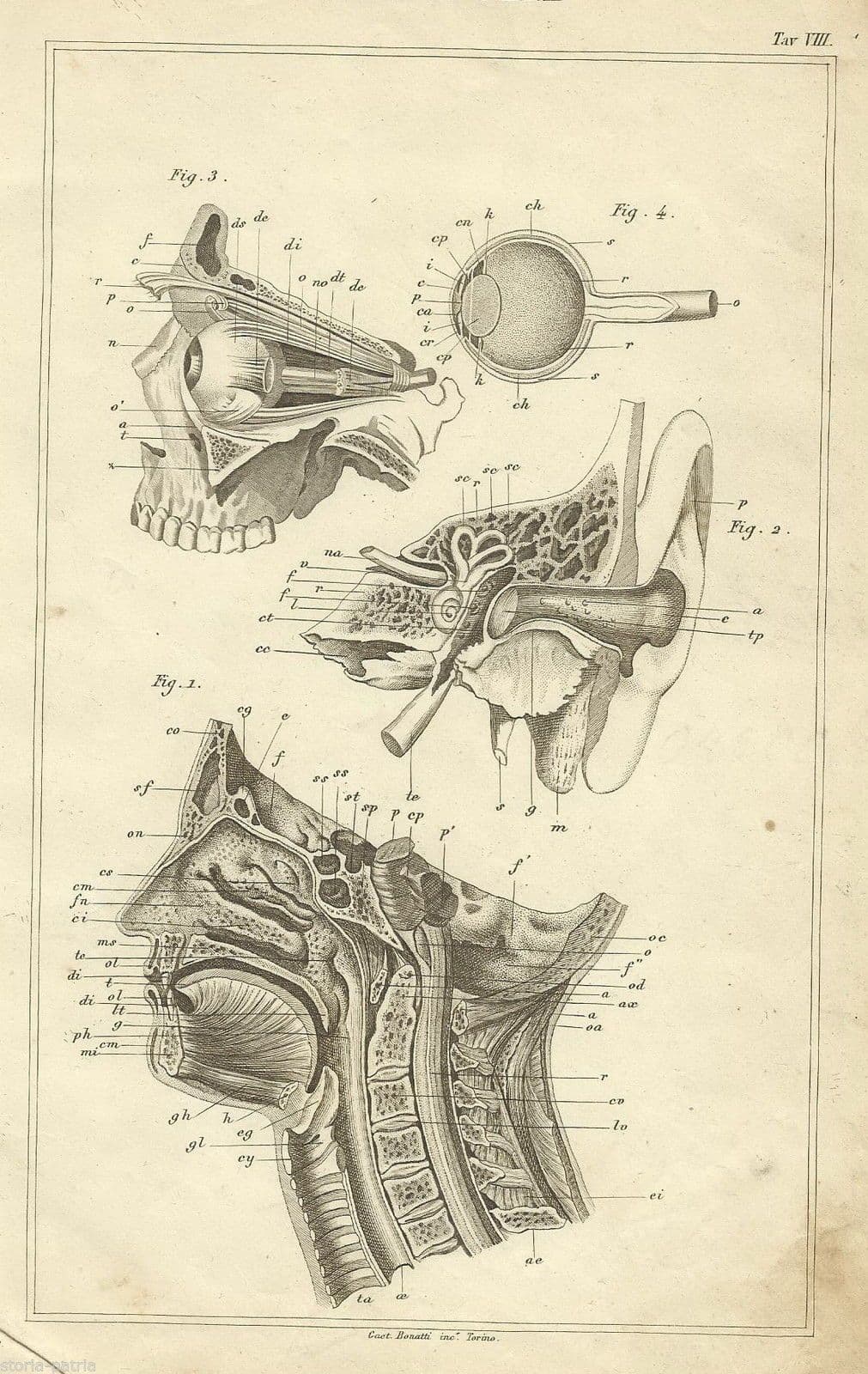 Incisione Anatomica Degli Organi Della Testa E Del Collo, Gaetano Bonatti, 1870 Circa