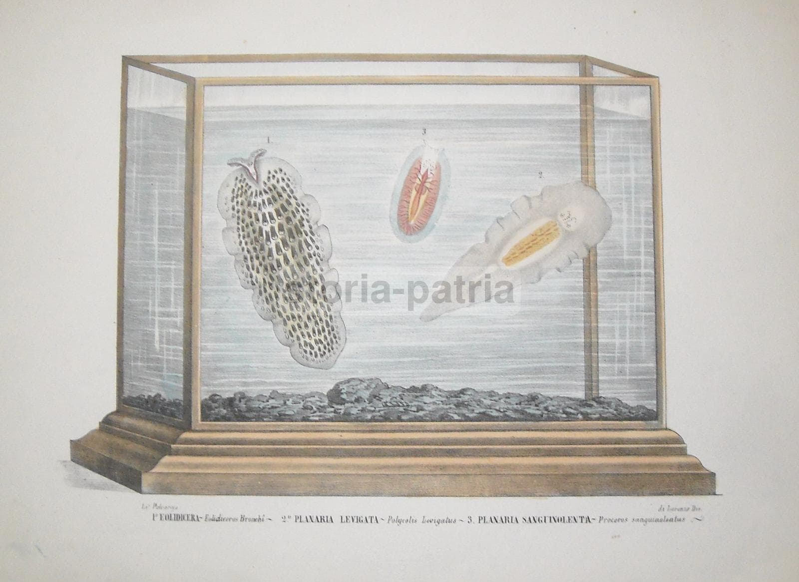 Litografia Acquario Planaria Eolidicera Di Lorenzo Napoli 1800