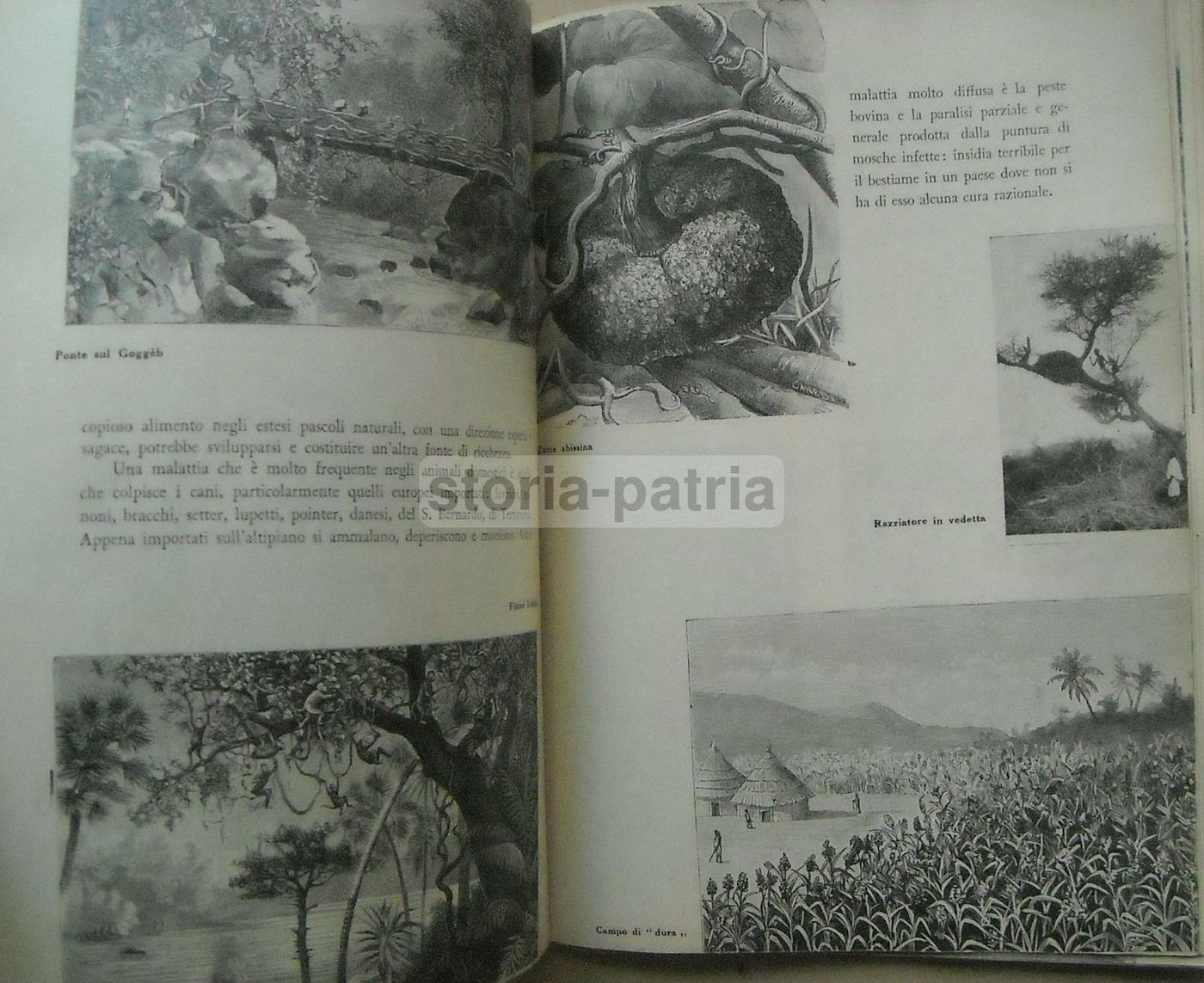 Abissinia Di Mario Lolli 1935 Con Mappa Colonie Africa Orientale