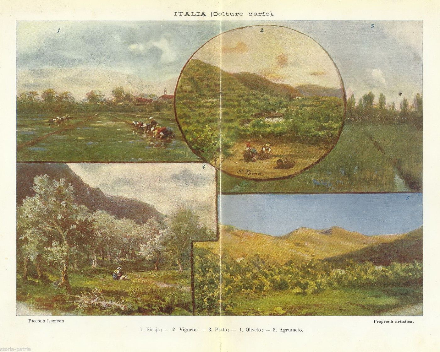 Stampa Antica Colture Agricole Italiane: Risaia, Vigneto, Oliveto