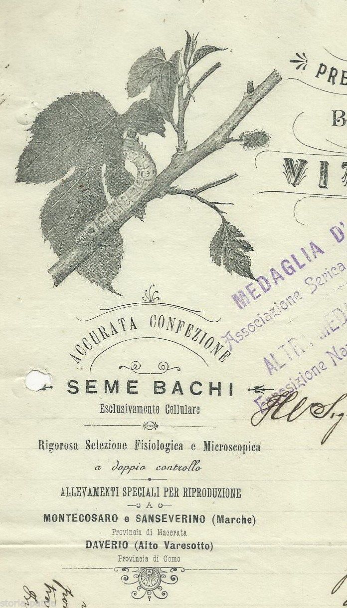 Carta Intestata Bachicoltura Vittorio Rocca, Milano, 1900, Marche