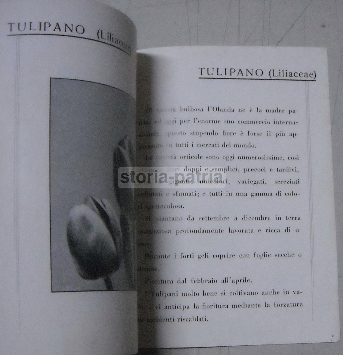 Ingegnoli: Brevi Cenni Sulla Coltivazione Delle Piante Bulbose (prima Metà Del '900)