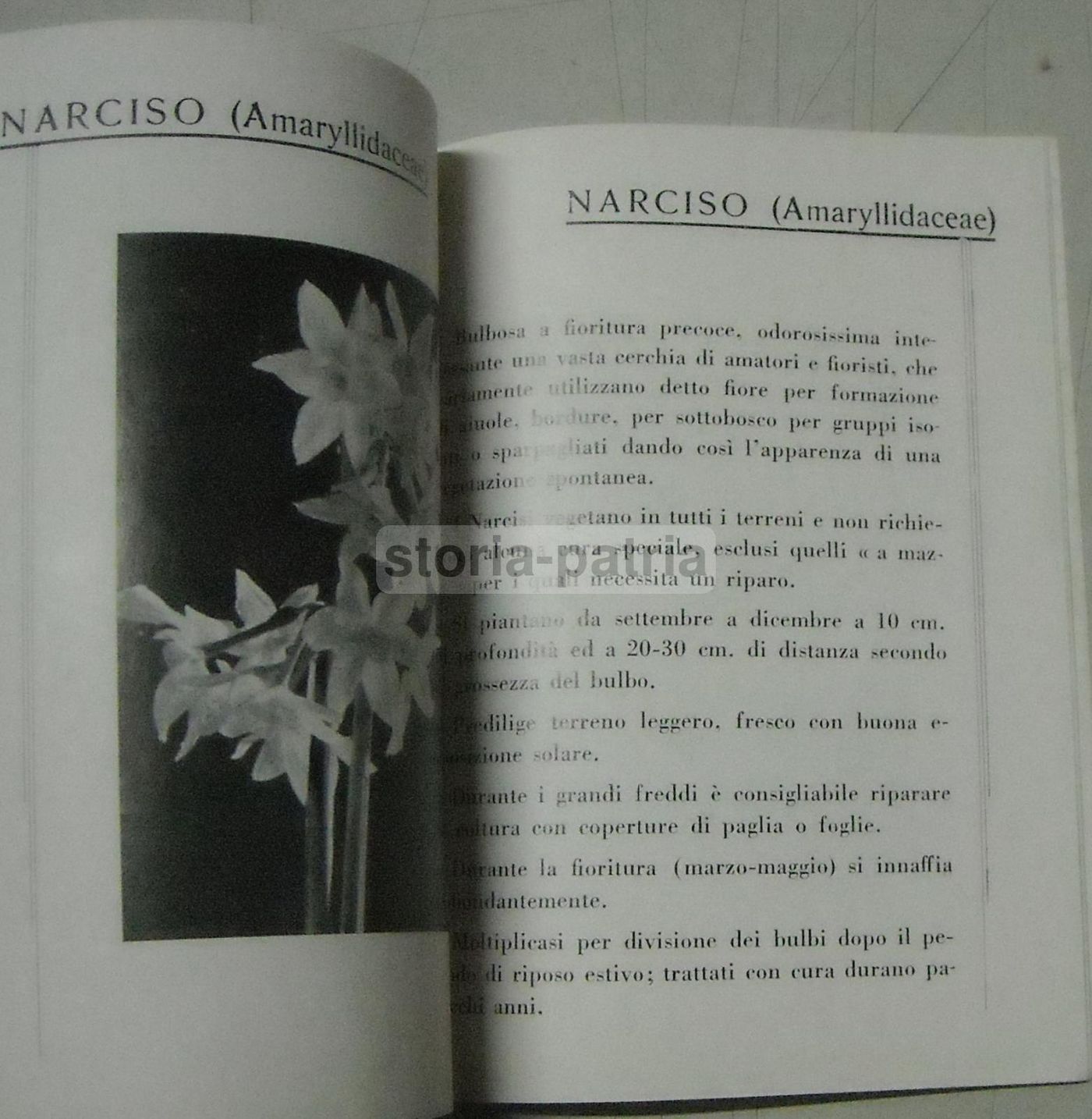 Ingegnoli: Brevi Cenni Sulla Coltivazione Delle Piante Bulbose (prima Metà Del '900)
