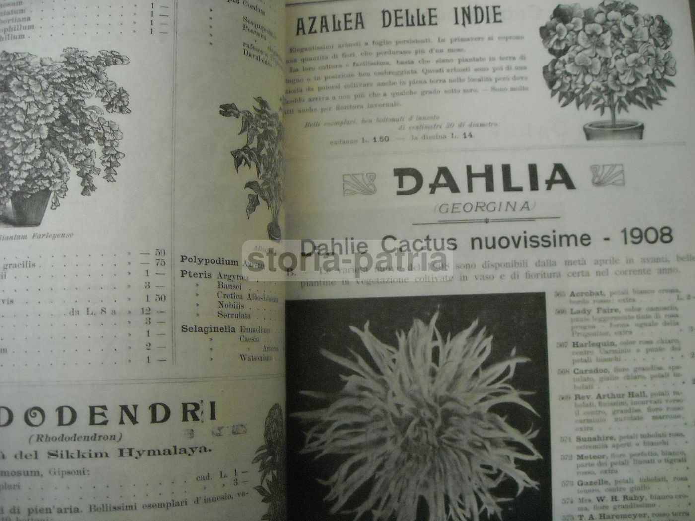 Catalogo Longhi Stabilimento Orticolo Monza 1908 Piante Fiori