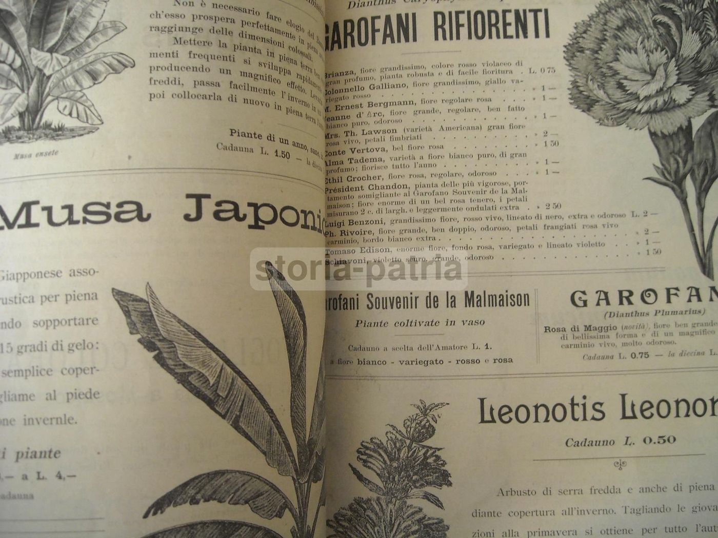 Catalogo Longhi Stabilimento Orticolo Monza 1908 Piante Fiori