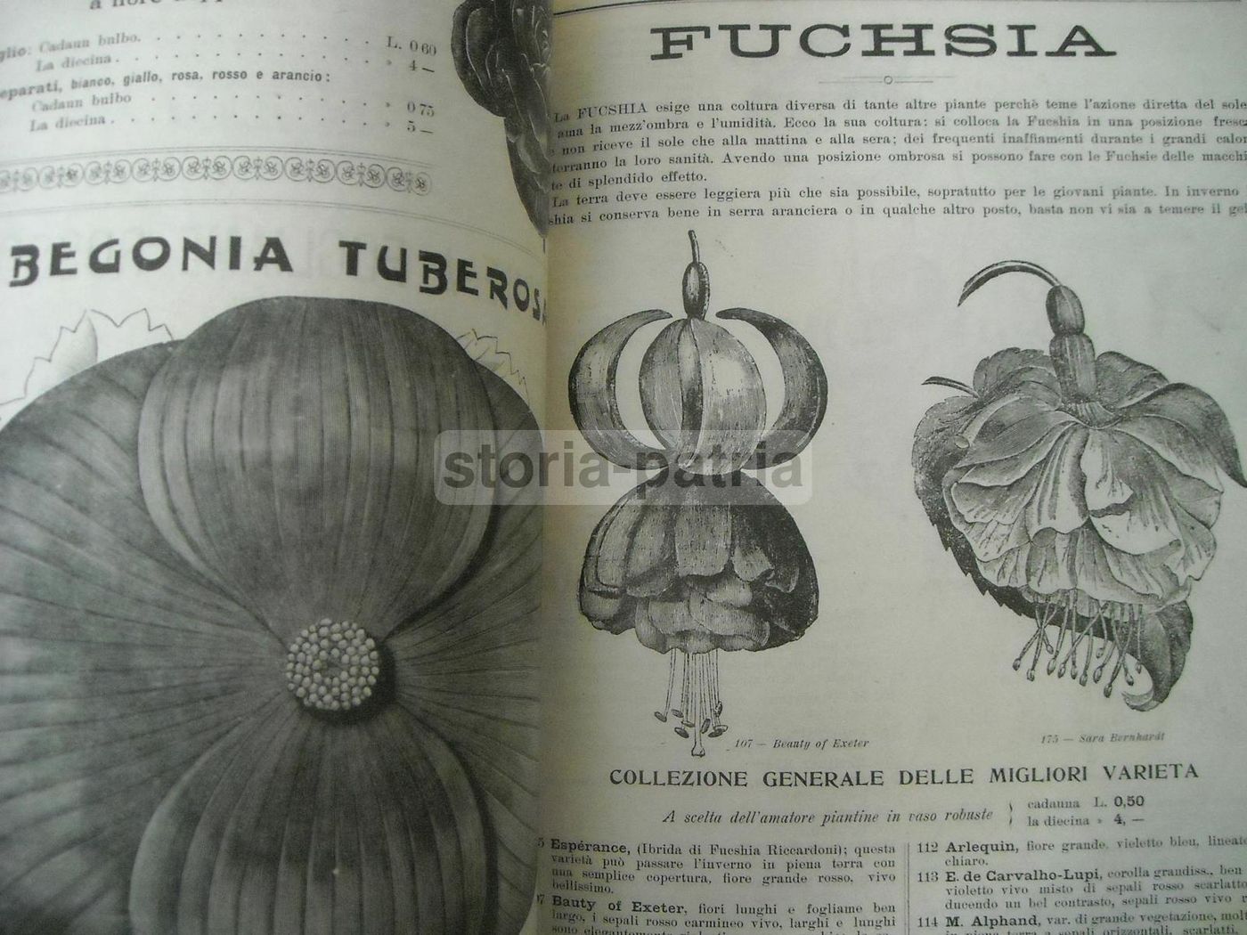 Catalogo Longhi Stabilimento Orticolo Monza 1908 Piante Fiori
