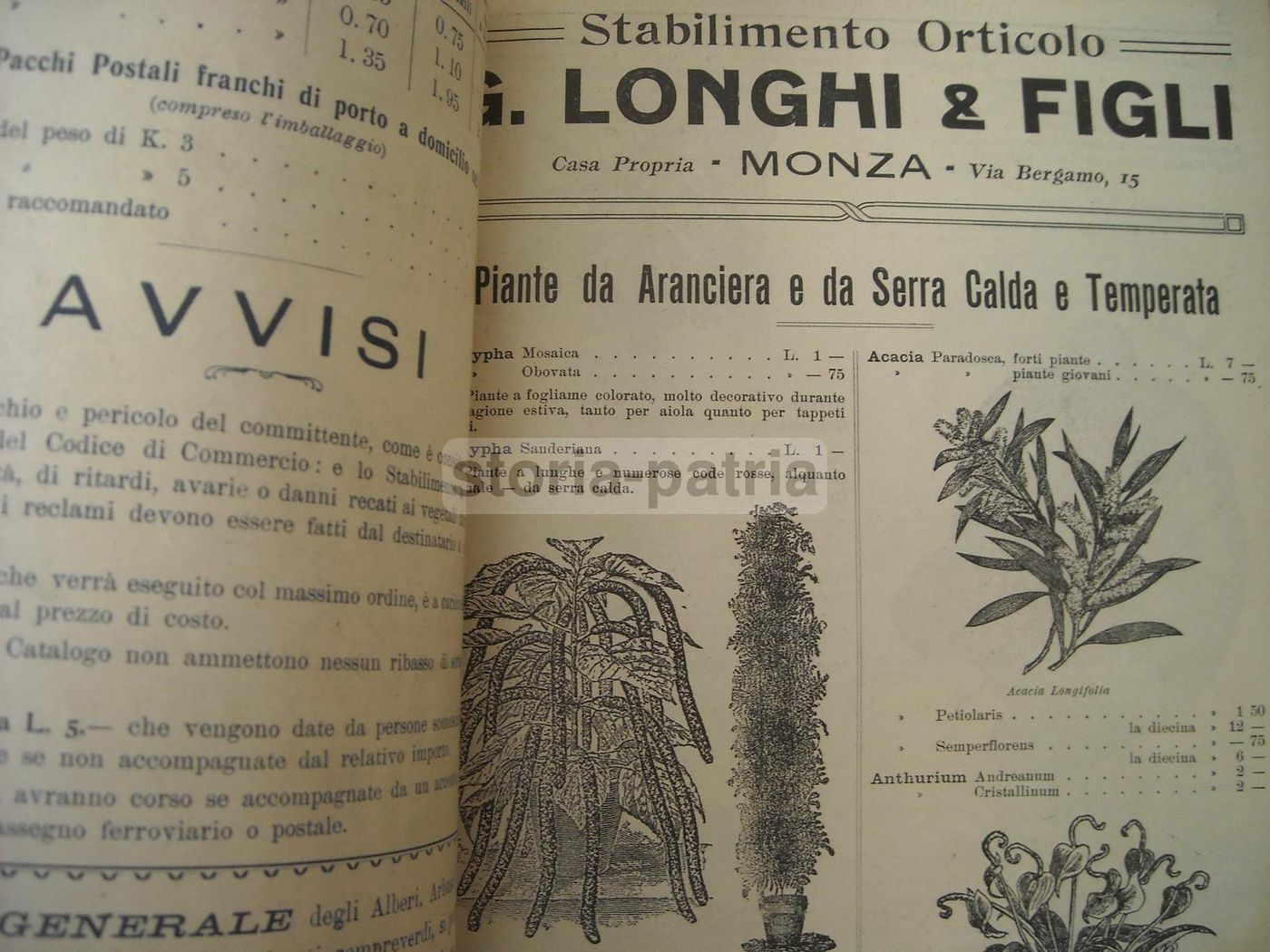 Catalogo Longhi Stabilimento Orticolo Monza 1908 Piante Fiori