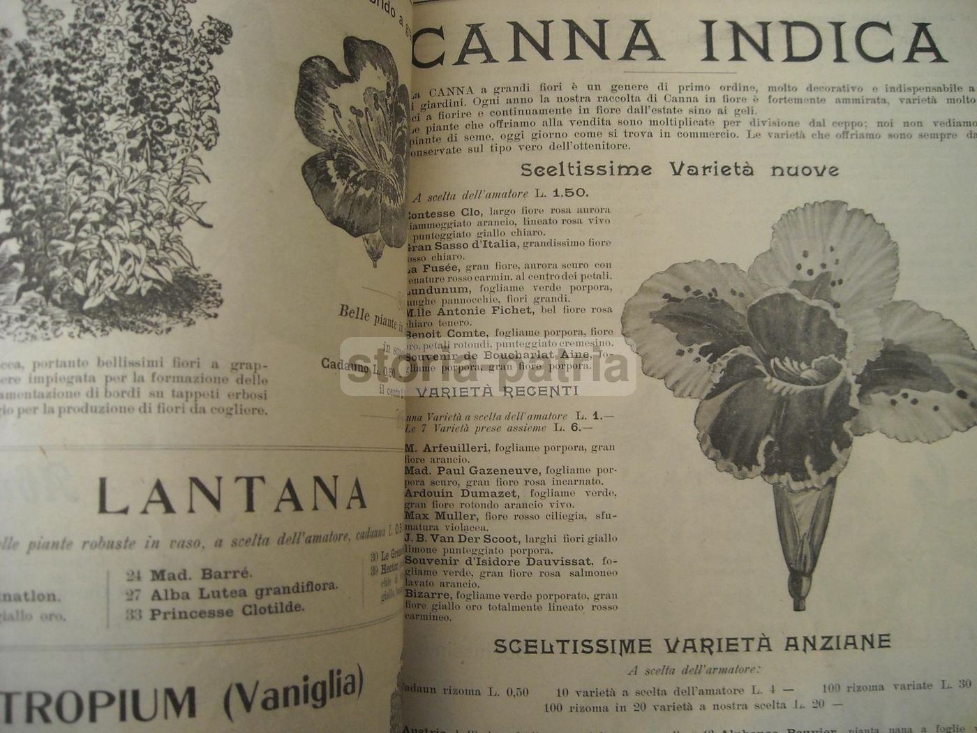 Catalogo Longhi Stabilimento Orticolo Monza 1908 Piante Fiori