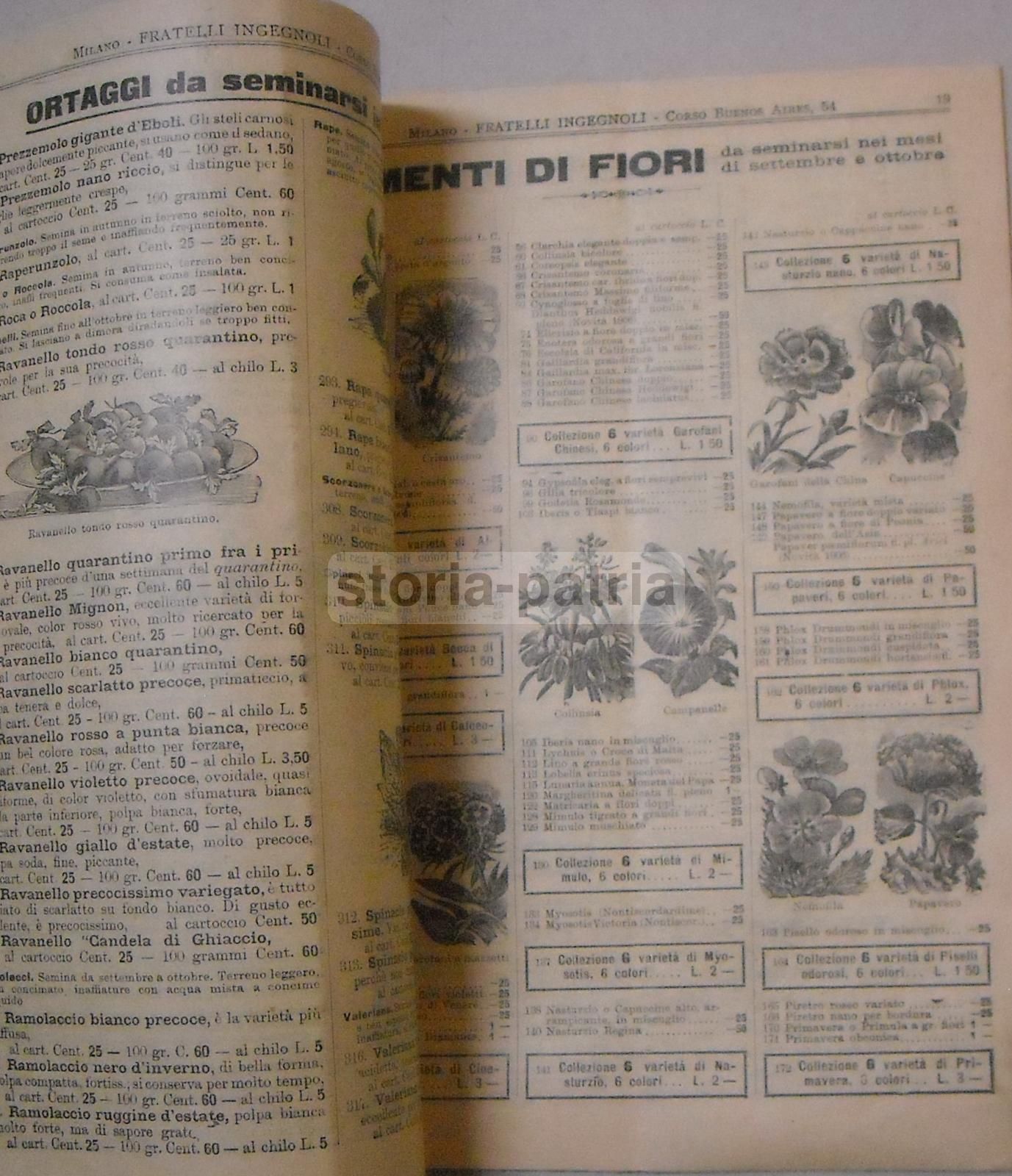 Catalogo Ingegnoli 1906 Sementi Frumento Rieti Fucino Torlonia