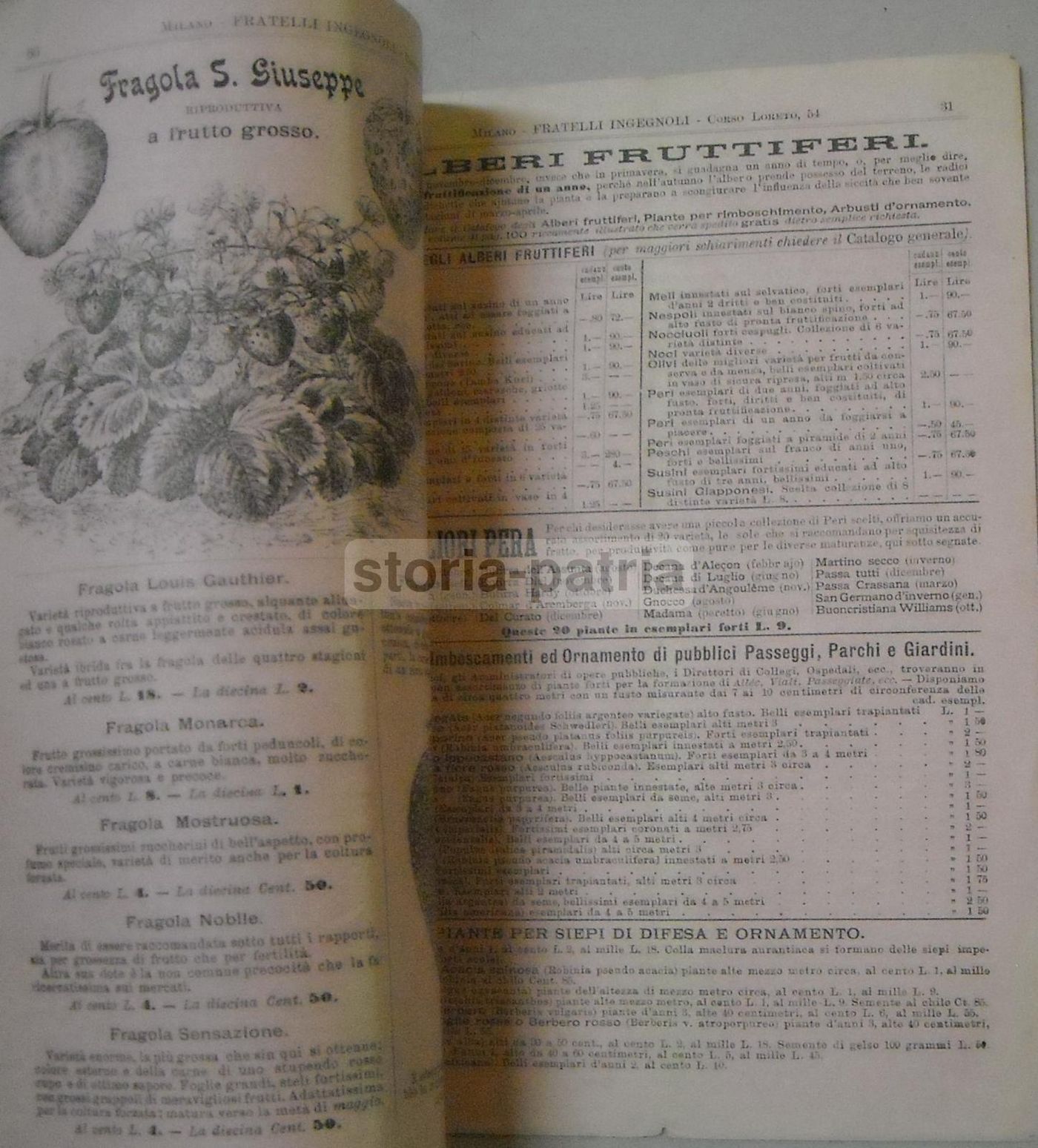 Catalogo Fratelli Ingegnoli 1898: Frumenti, Sementi E Piante