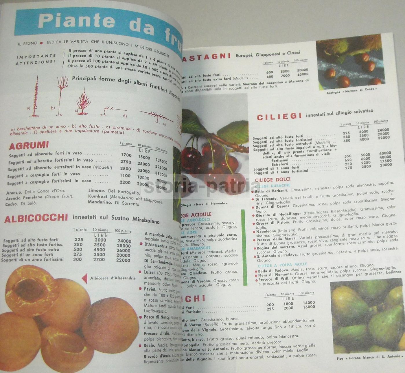 Catalogo Fratelli Ingegnoli 1960 Sementi Fiori Piante Ortaggi