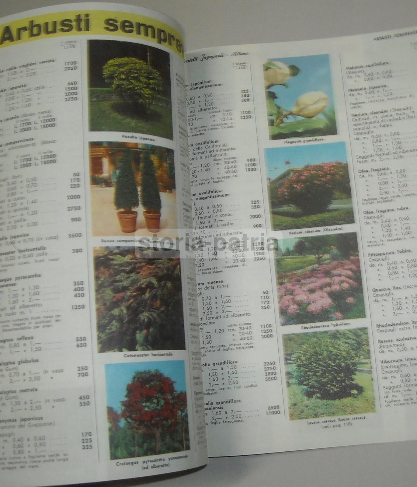 Catalogo Fratelli Ingegnoli 1960 Sementi Fiori Piante Ortaggi