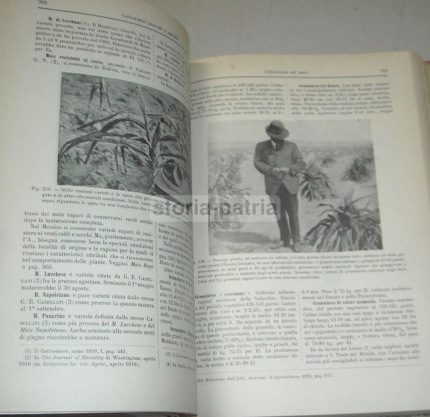 Coltivazione Dei Cereali 1931 UTET Marro Succi Frumento Mais Orzo