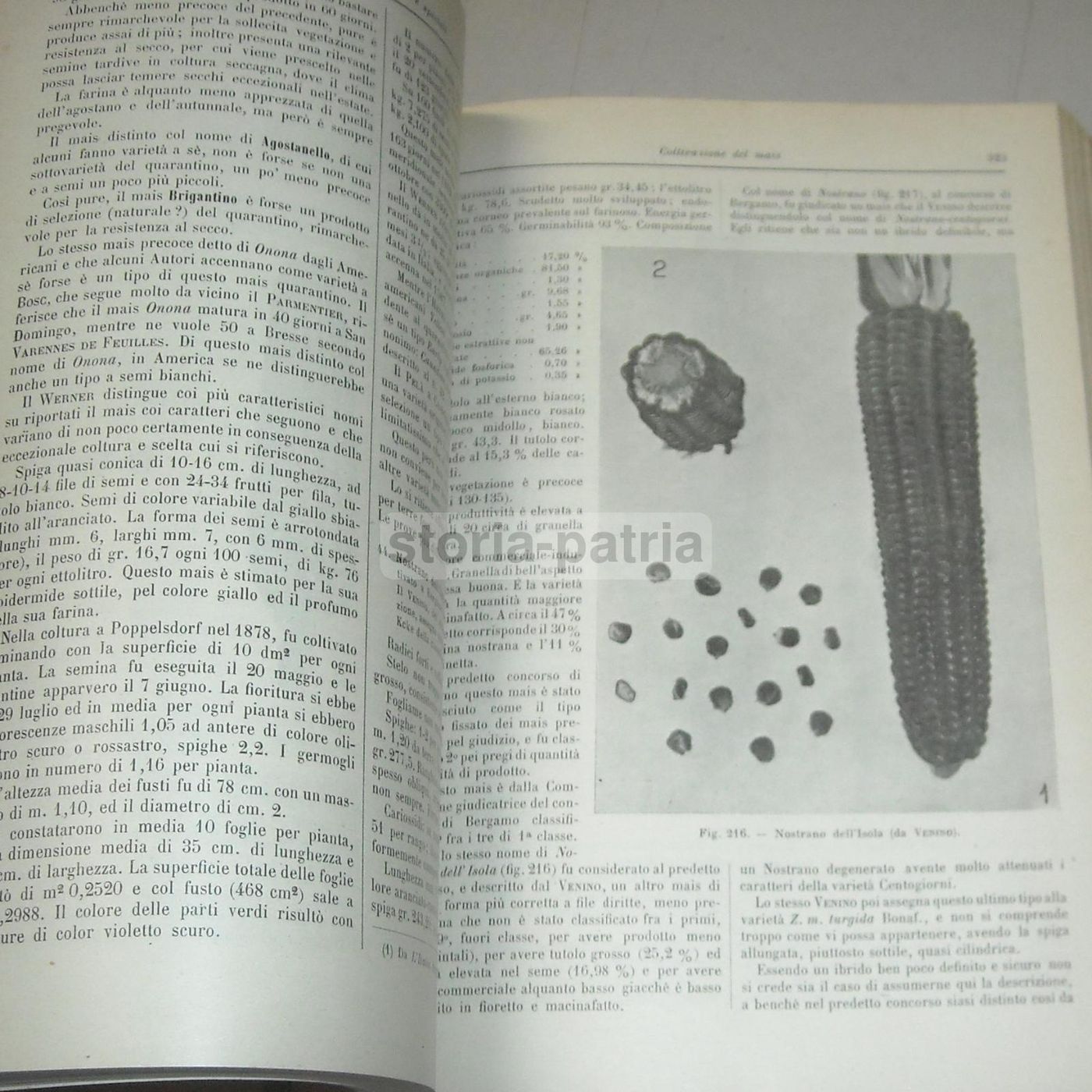 Coltivazione Dei Cereali 1931 UTET Marro Succi Frumento Mais Orzo