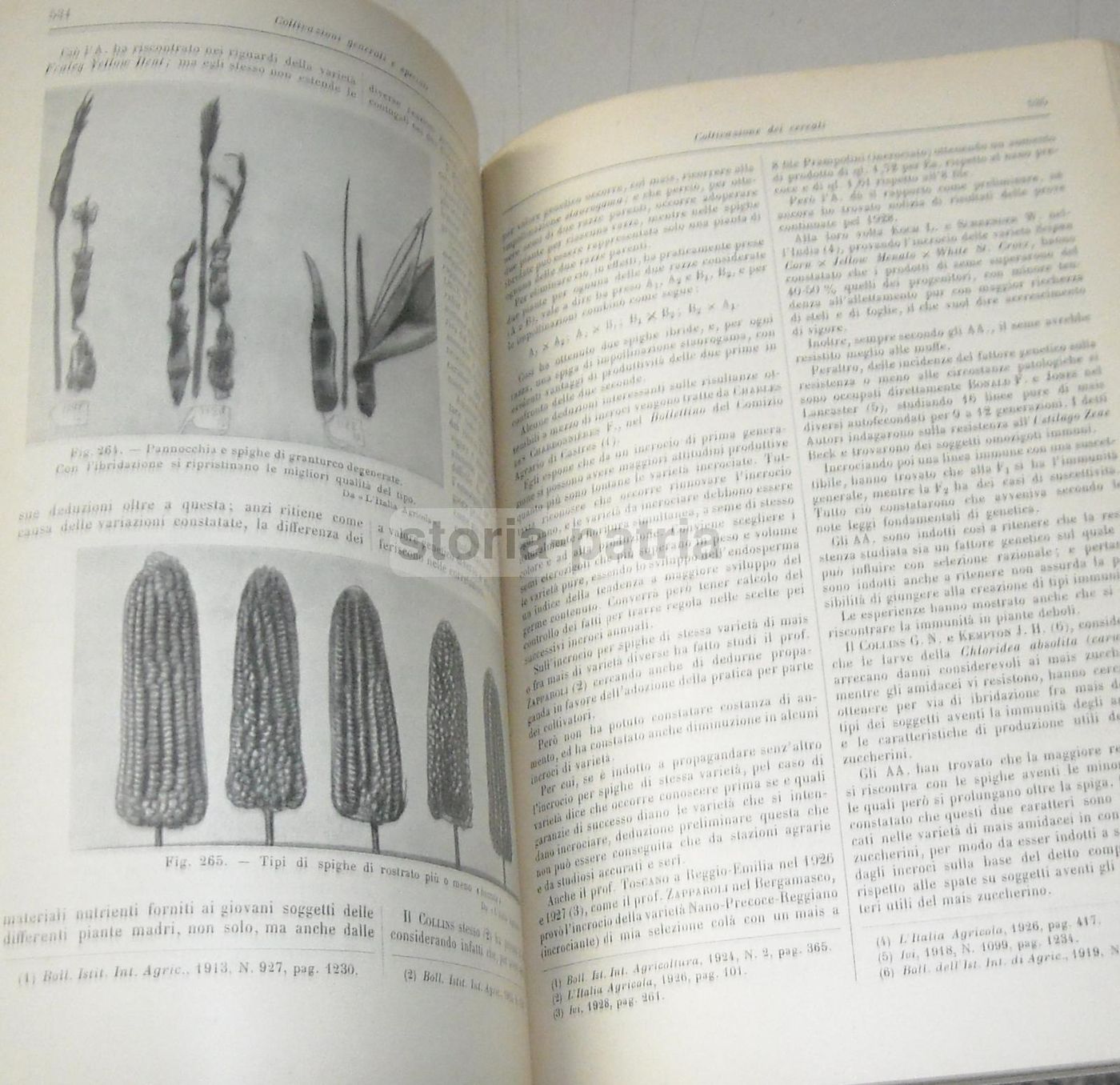 Coltivazione Dei Cereali 1931 UTET Marro Succi Frumento Mais Orzo