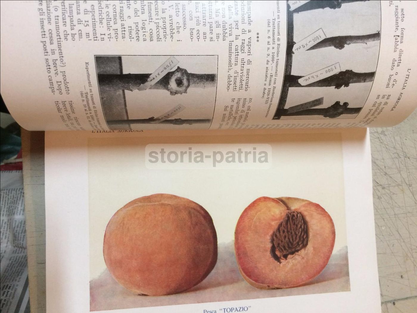 L'Italia Agricola 1930: Elettricità E Agricoltura (Sicilia, Puglia, Basilicata)