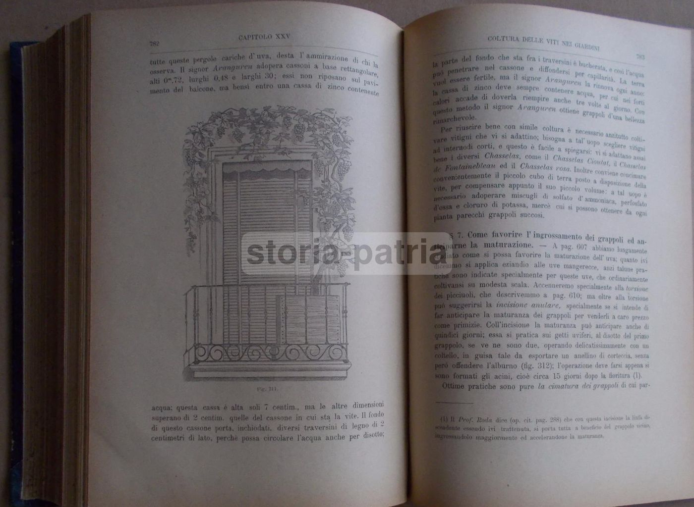 Viticoltura Teorico Pratica   Ottavio Ottavi (1885)