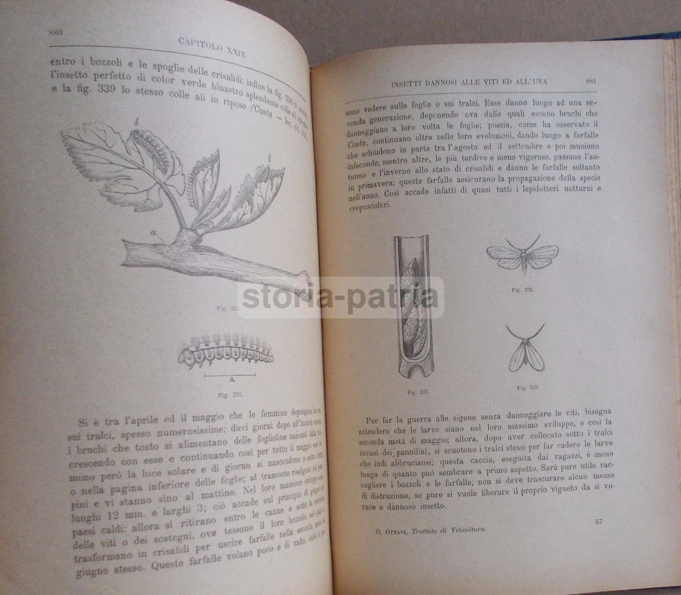 Viticoltura Teorico Pratica   Ottavio Ottavi (1885)