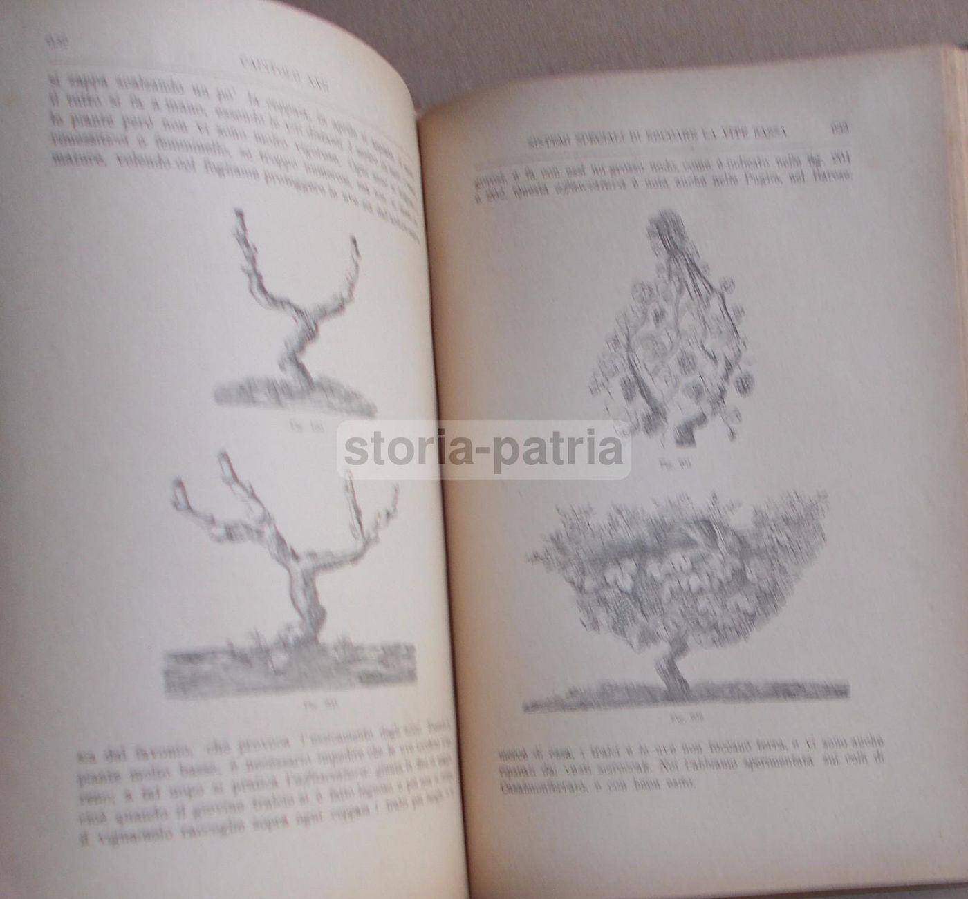 Viticoltura Teorico Pratica   Ottavio Ottavi (1885)