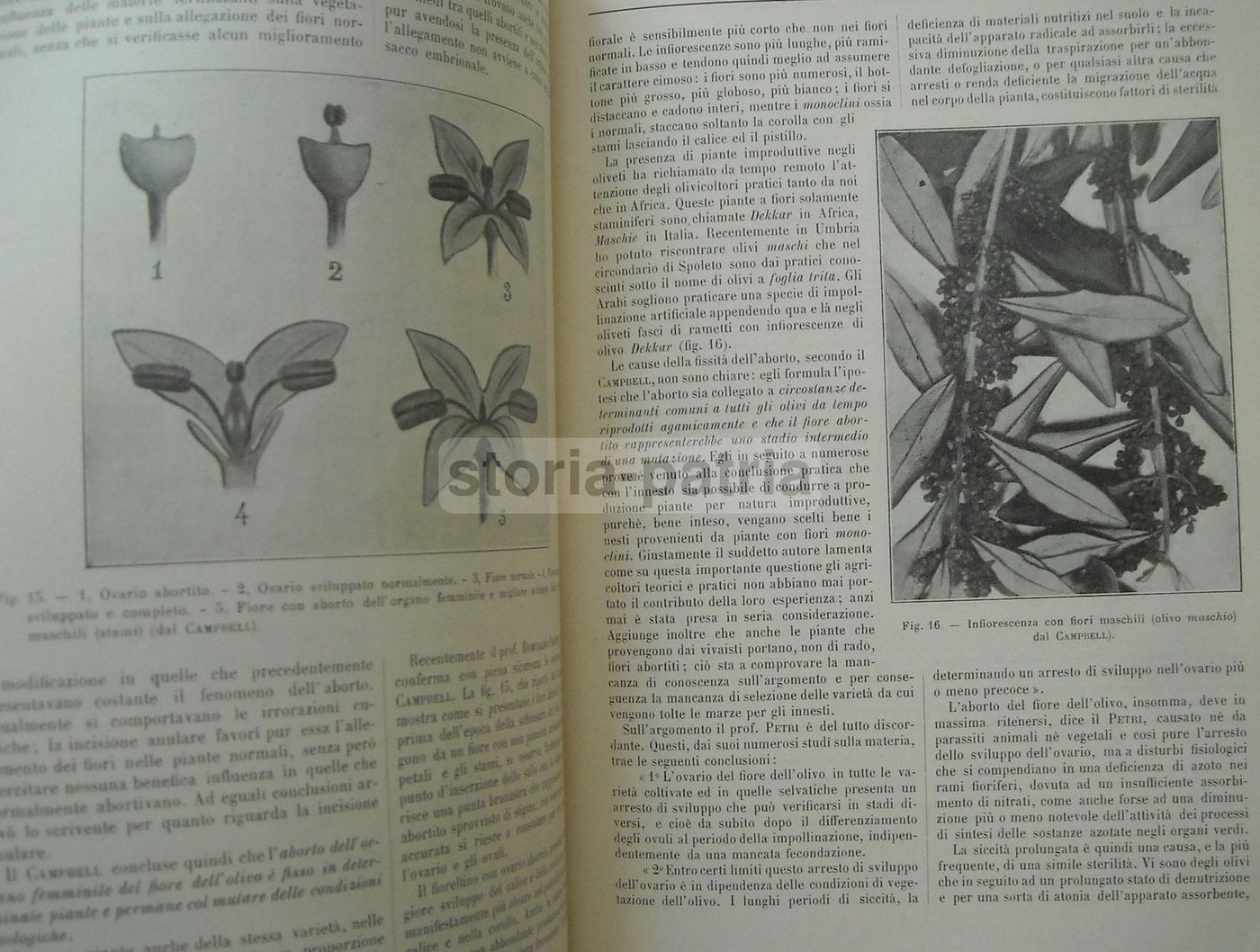 Olivicoltura. Francesco Francolini, 1922. Utet, Torino. Illustrato.