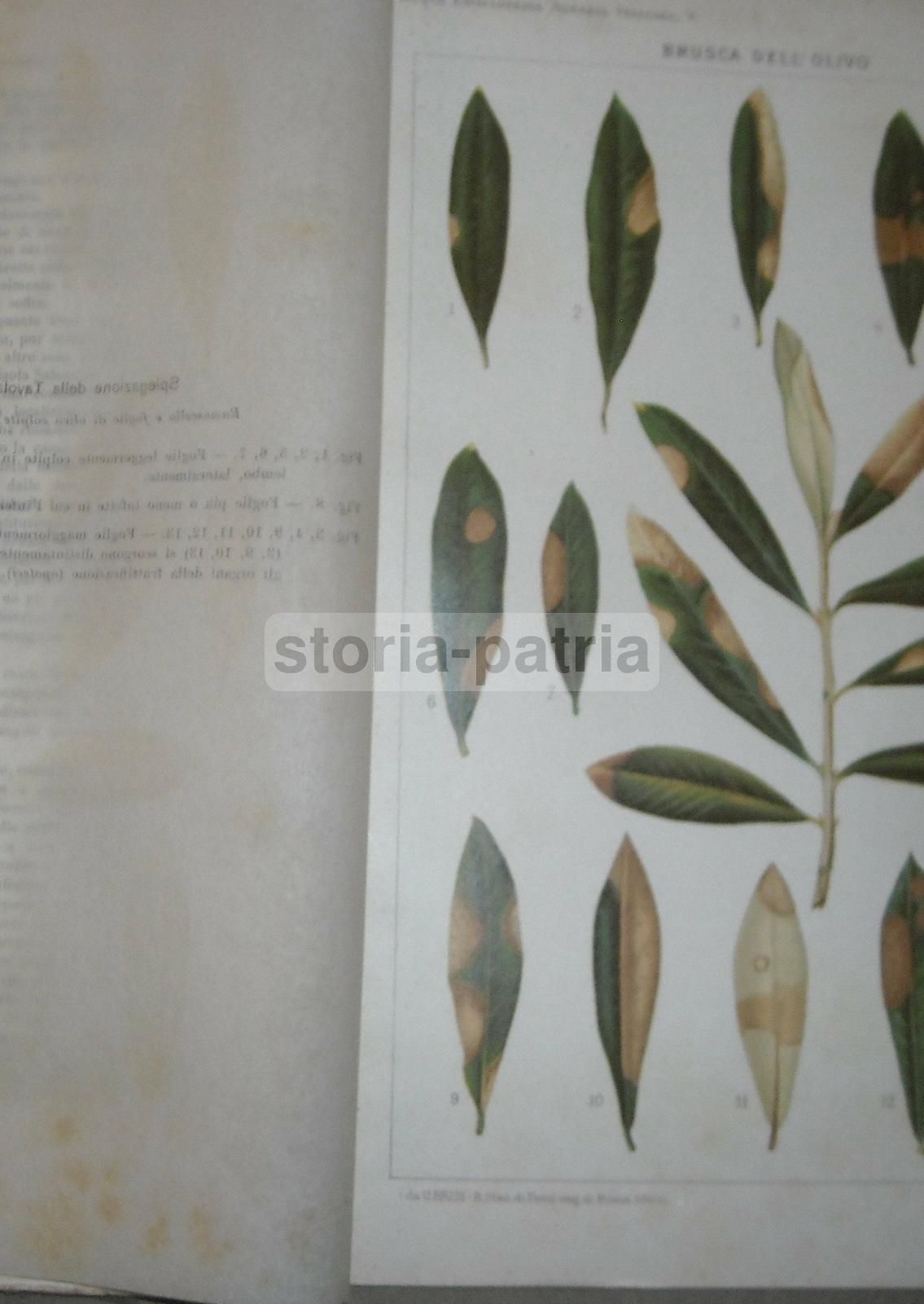 Olivicoltura. Francesco Francolini, 1922. Utet, Torino. Illustrato.