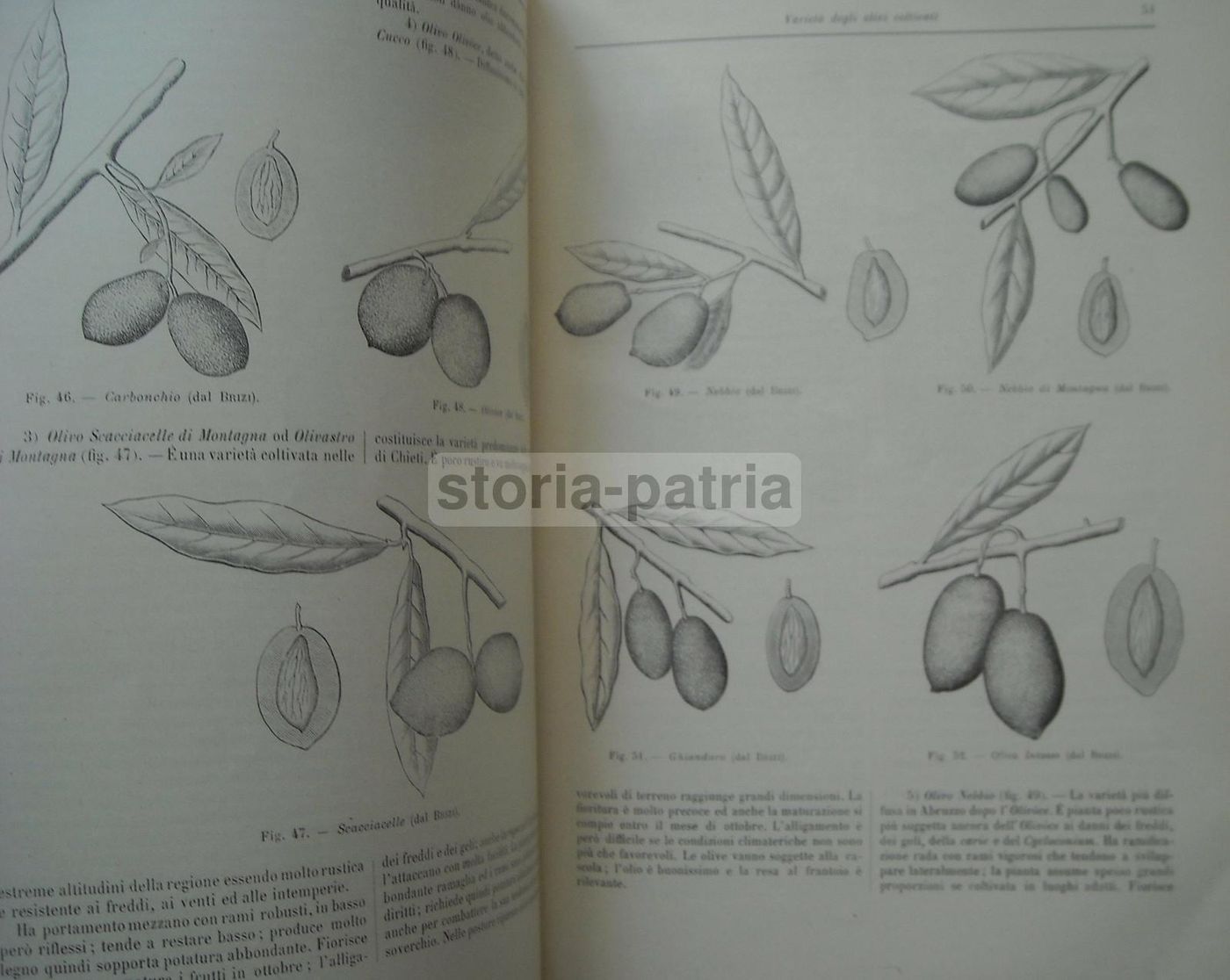 Olivicoltura. Francesco Francolini, 1922. Utet, Torino. Illustrato.