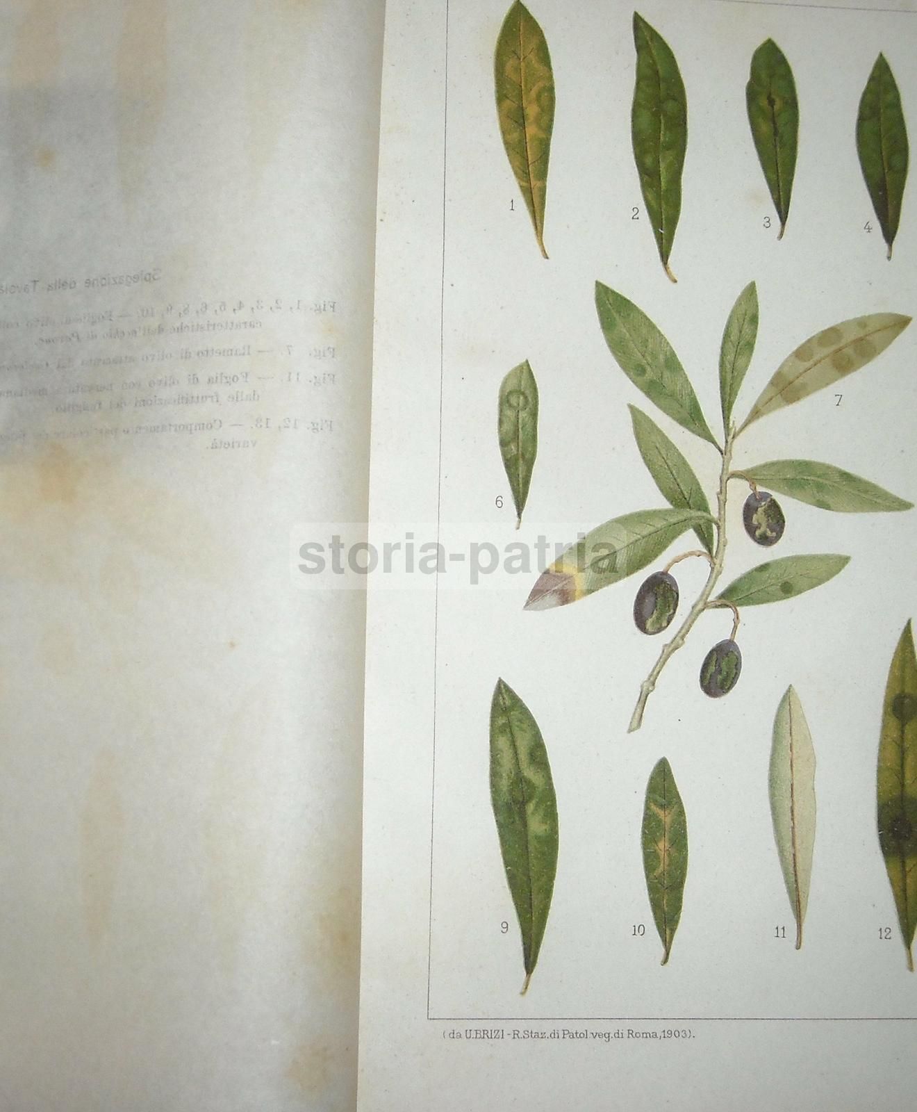 Olivicoltura. Francesco Francolini, 1922. Utet, Torino. Illustrato.