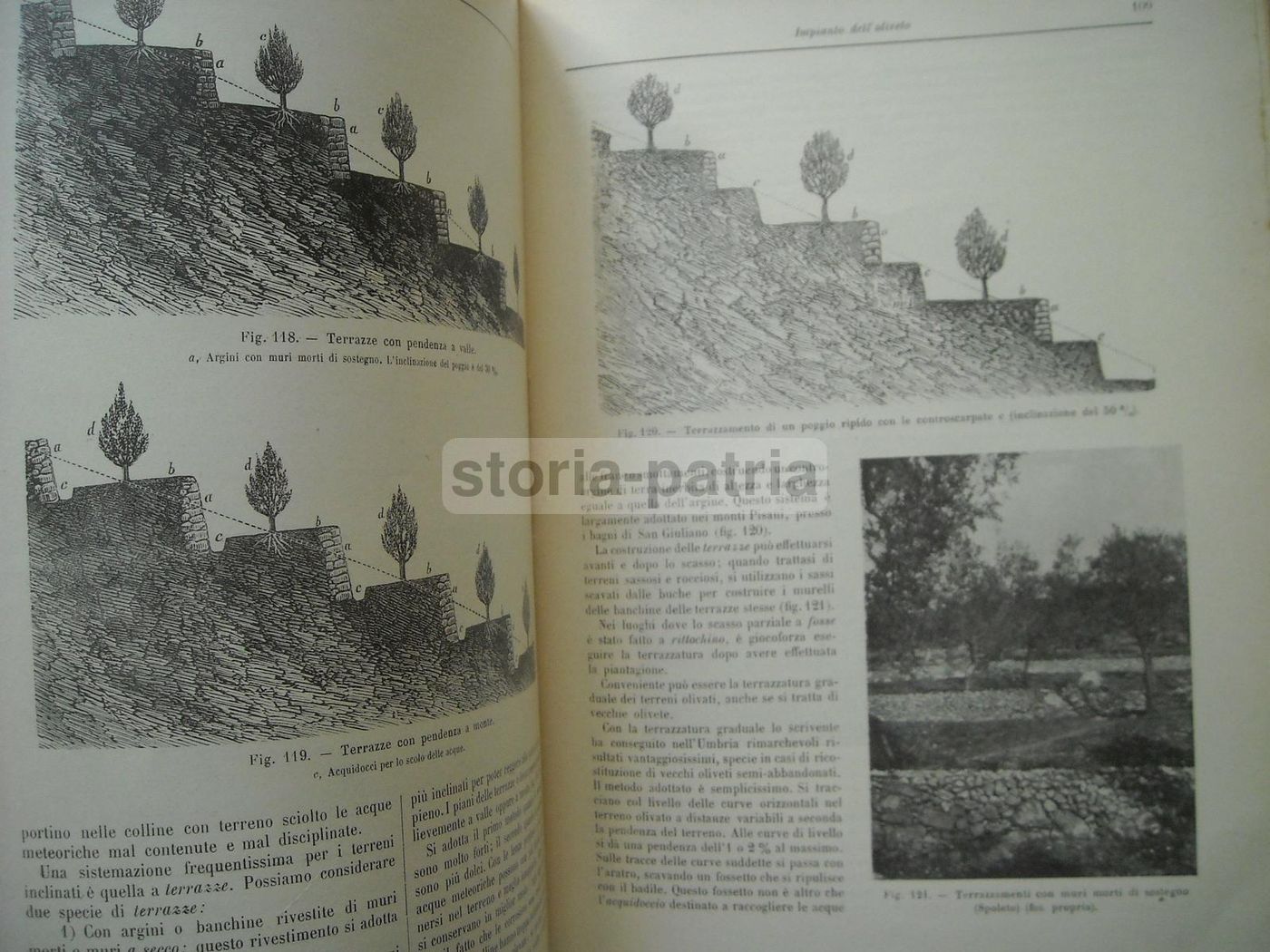 Olivicoltura. Francesco Francolini, 1922. Utet, Torino. Illustrato.