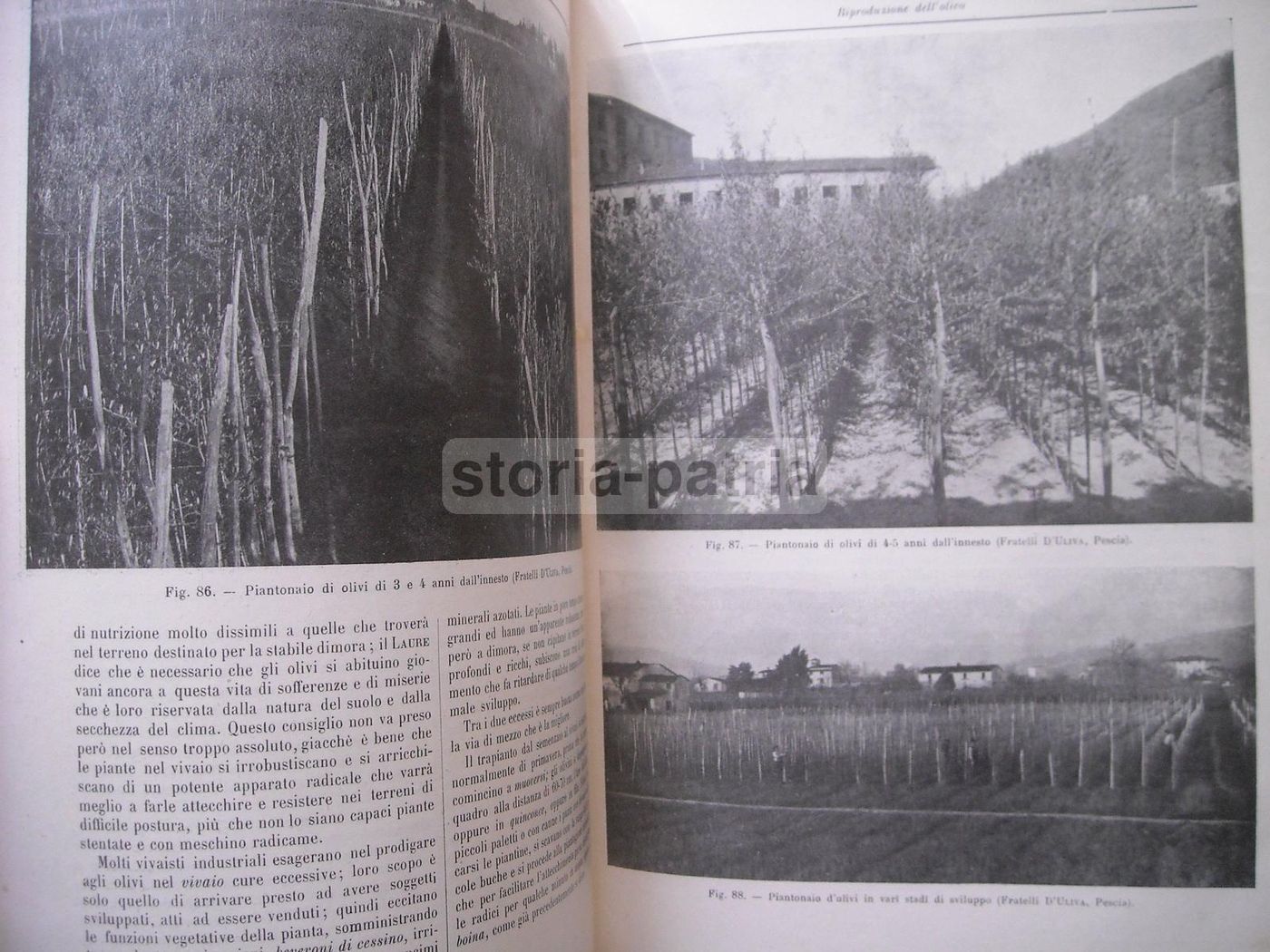 Olivicoltura. Francesco Francolini, 1922. Utet, Torino. Illustrato.