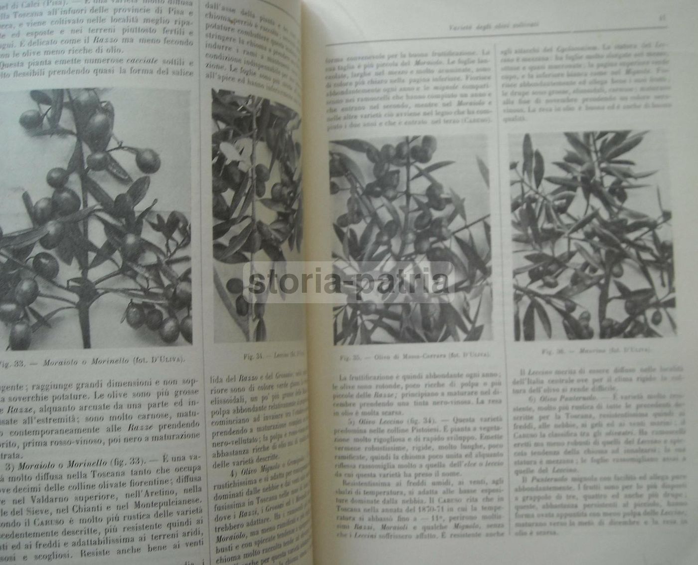 Olivicoltura. Francesco Francolini, 1922. Utet, Torino. Illustrato.