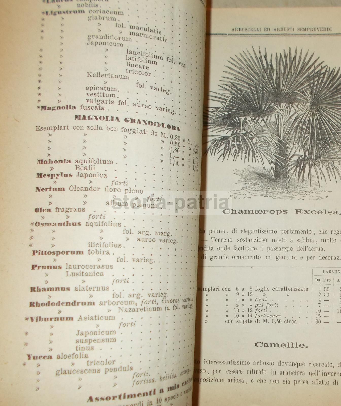 Catalogo Orticoltore Giuseppe Vittorelli, Milano 1882 1883