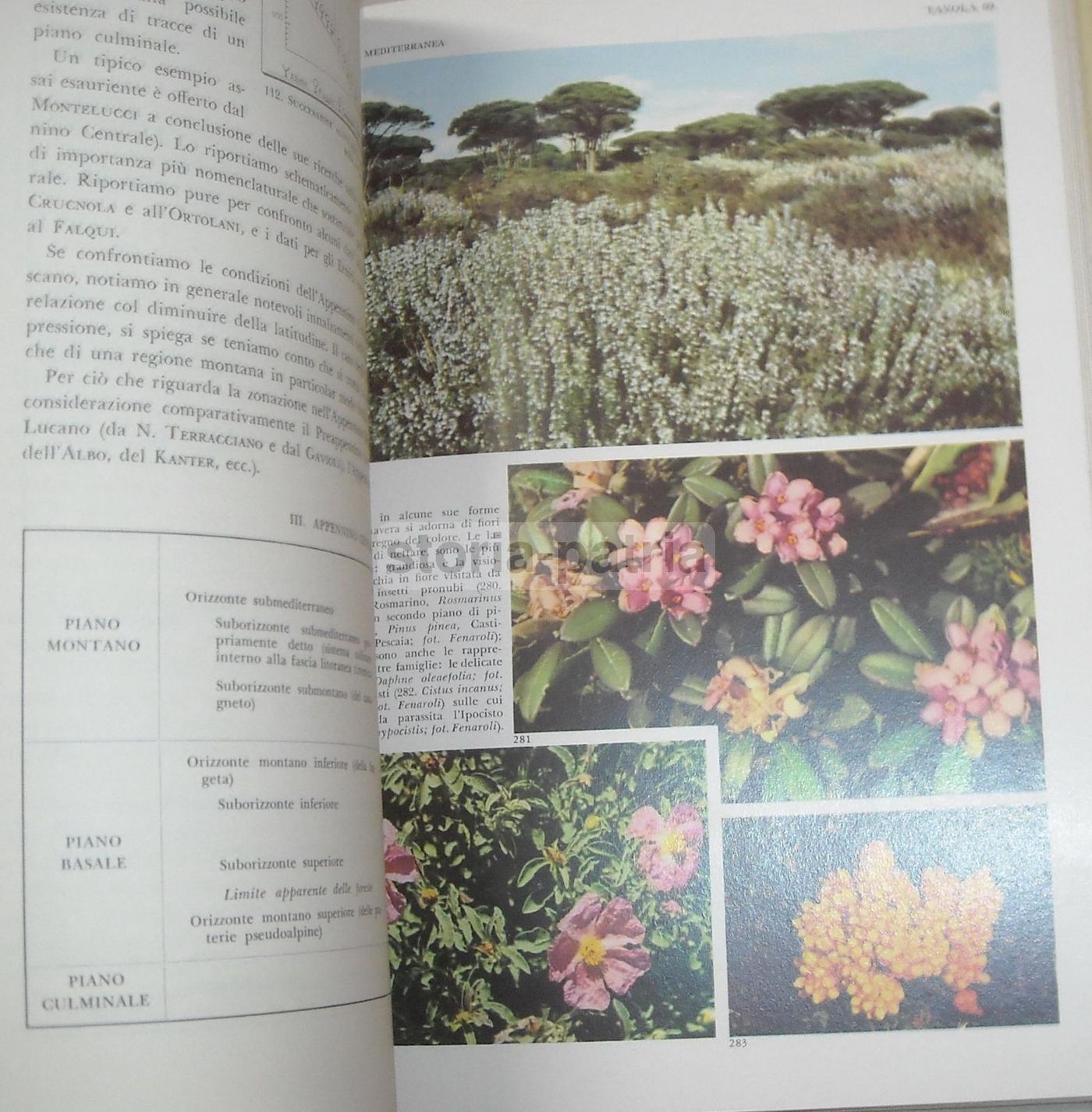 La Flora d'Italia (Touring Club Italiano, 1958)