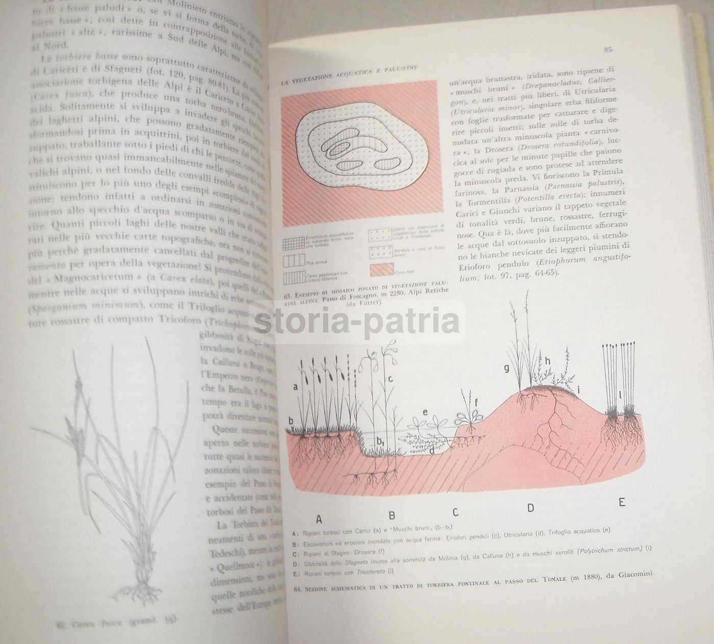 La Flora d'Italia (Touring Club Italiano, 1958)