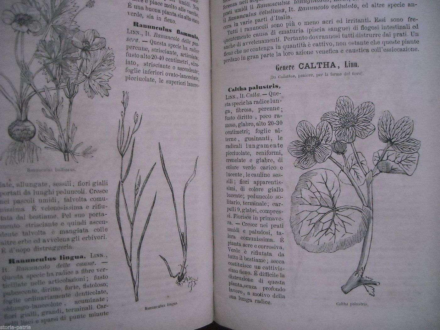 Le Erbe Dei Prati E Dei Pascoli Italiani   De Silvestri, 1887