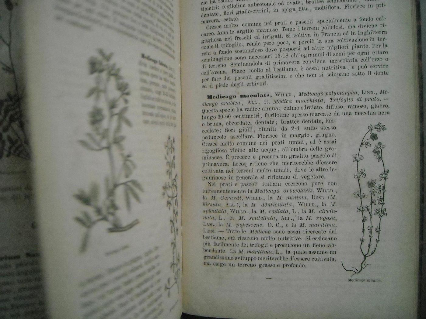 Le Erbe Dei Prati E Dei Pascoli Italiani   De Silvestri, 1887
