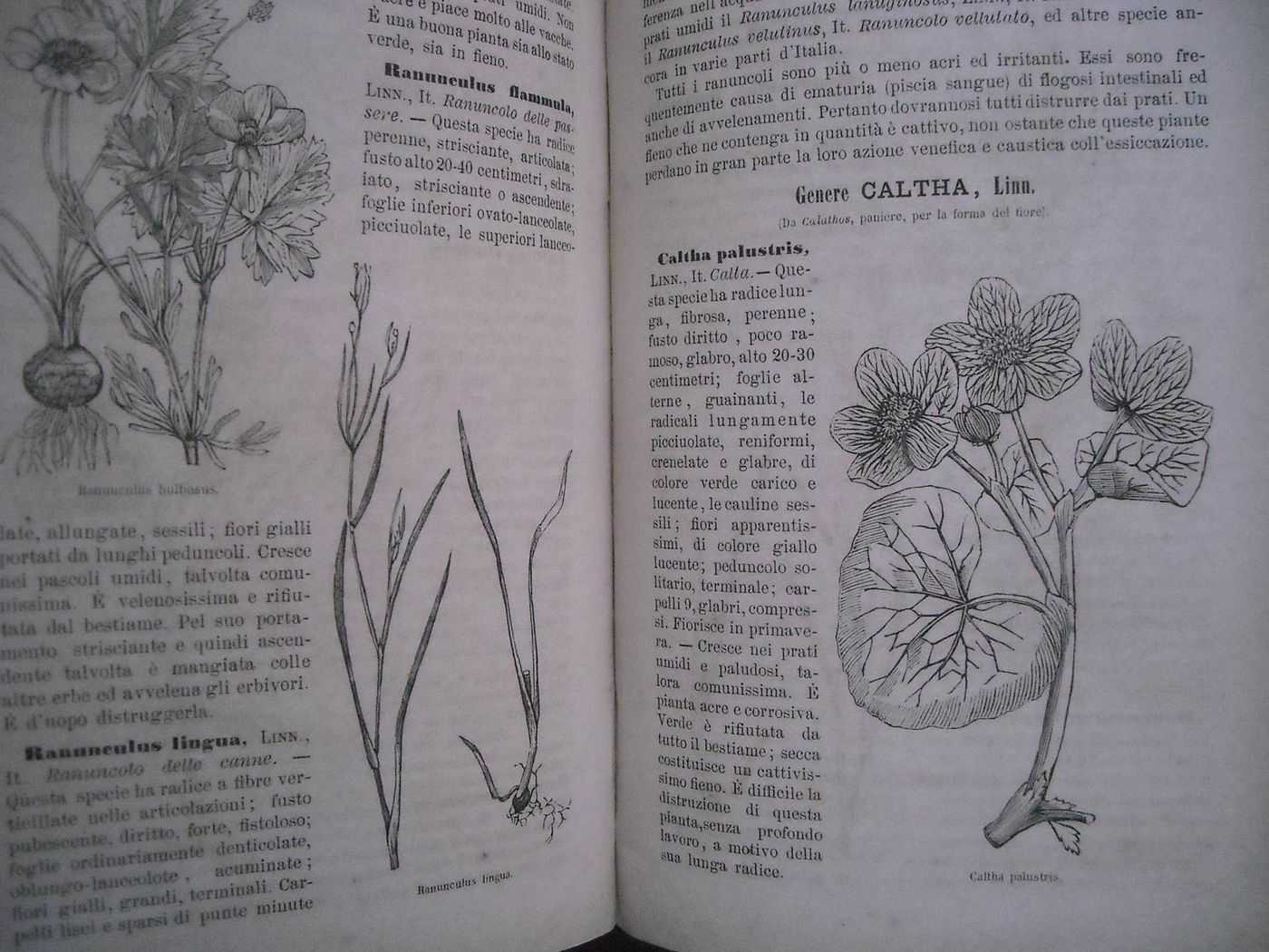 Le Erbe Dei Prati E Dei Pascoli Italiani   De Silvestri, 1887