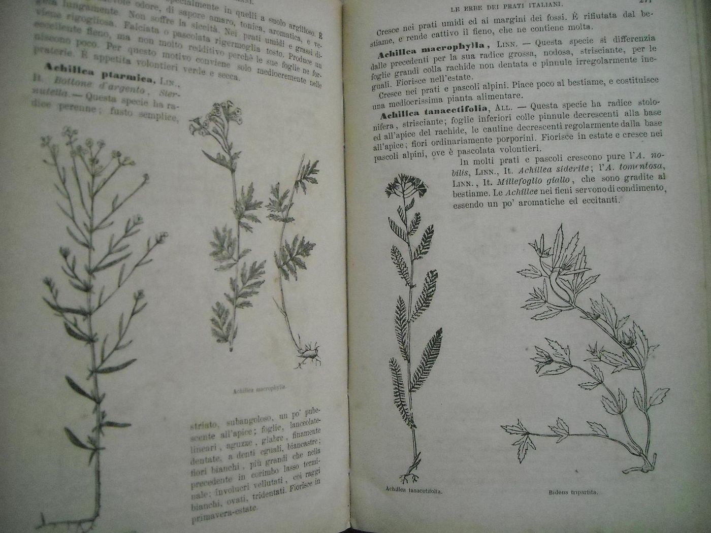 Le Erbe Dei Prati E Dei Pascoli Italiani   De Silvestri, 1887