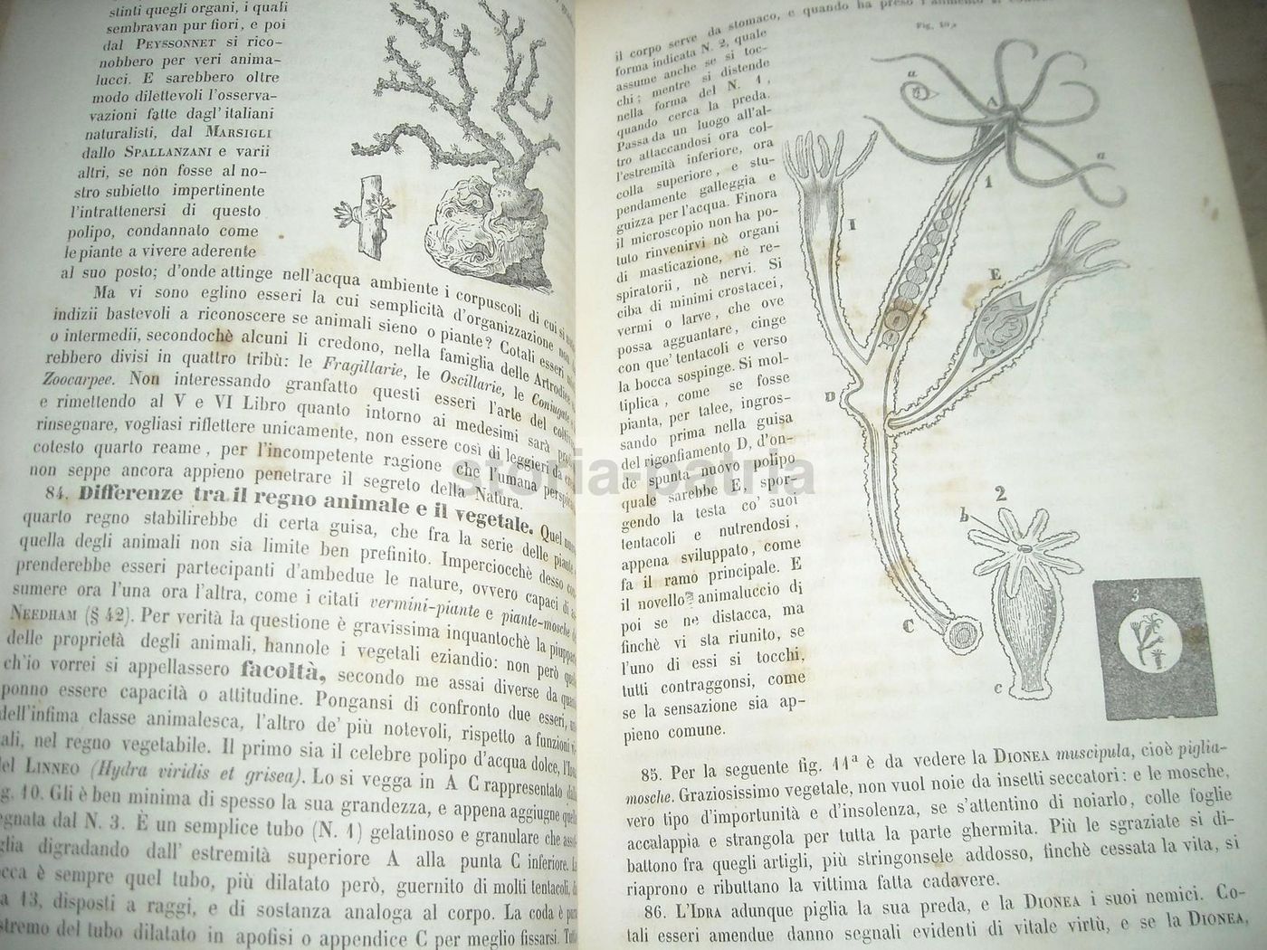 Istituzioni Scientifiche E Tecniche: Carlo Berti Pichat (1851)