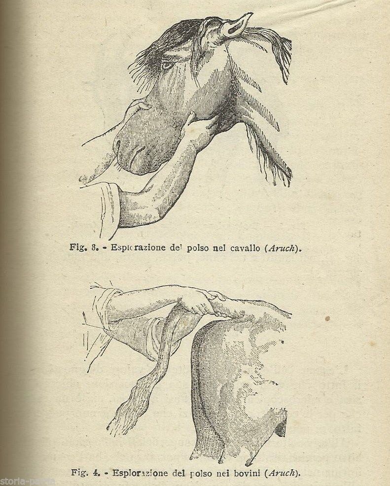 La Veterinaria Nella Pratica Dell'Agricoltore. Ascanio Marchini, 1945