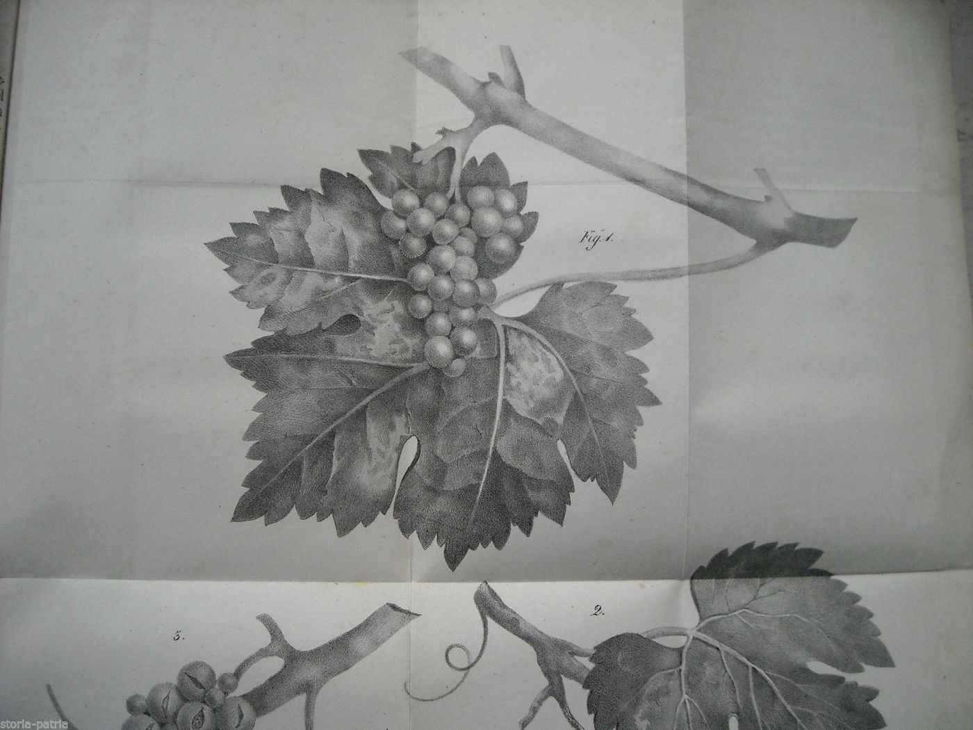 Gasparrini   Malattia Della Vite (1851), Napoli. Viticoltura Ed Enologia