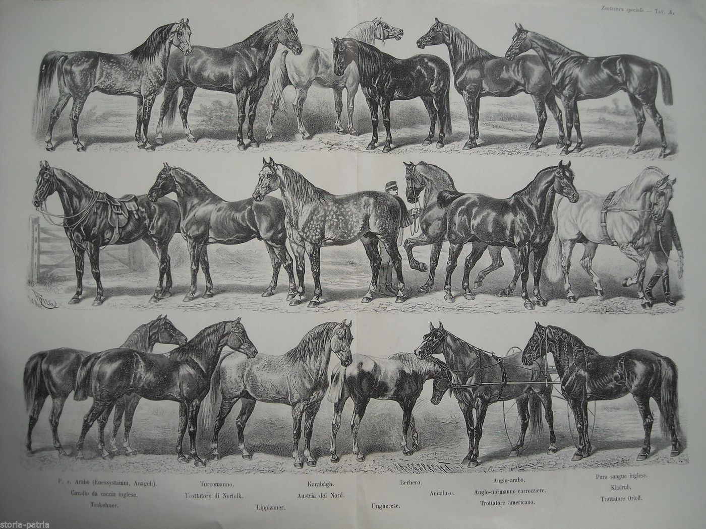 Stampa Antica Razze Cavalli 1901 Arabo Inglese Trakehner