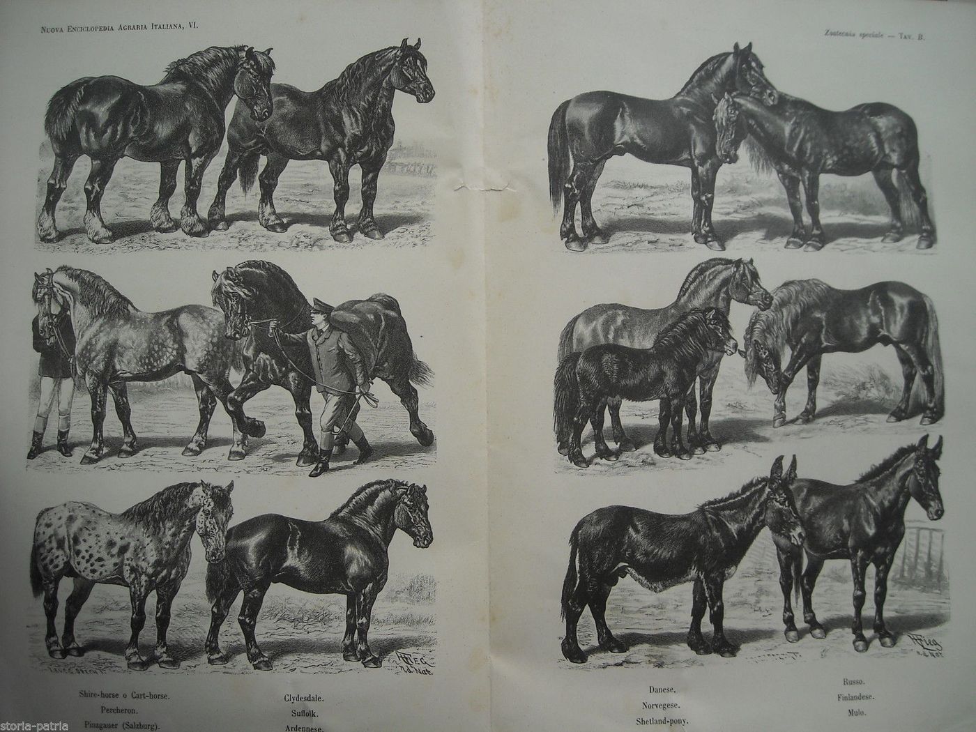 Stampa Antica Razze Equine, Cavalli, Mulo E Asino, 1901