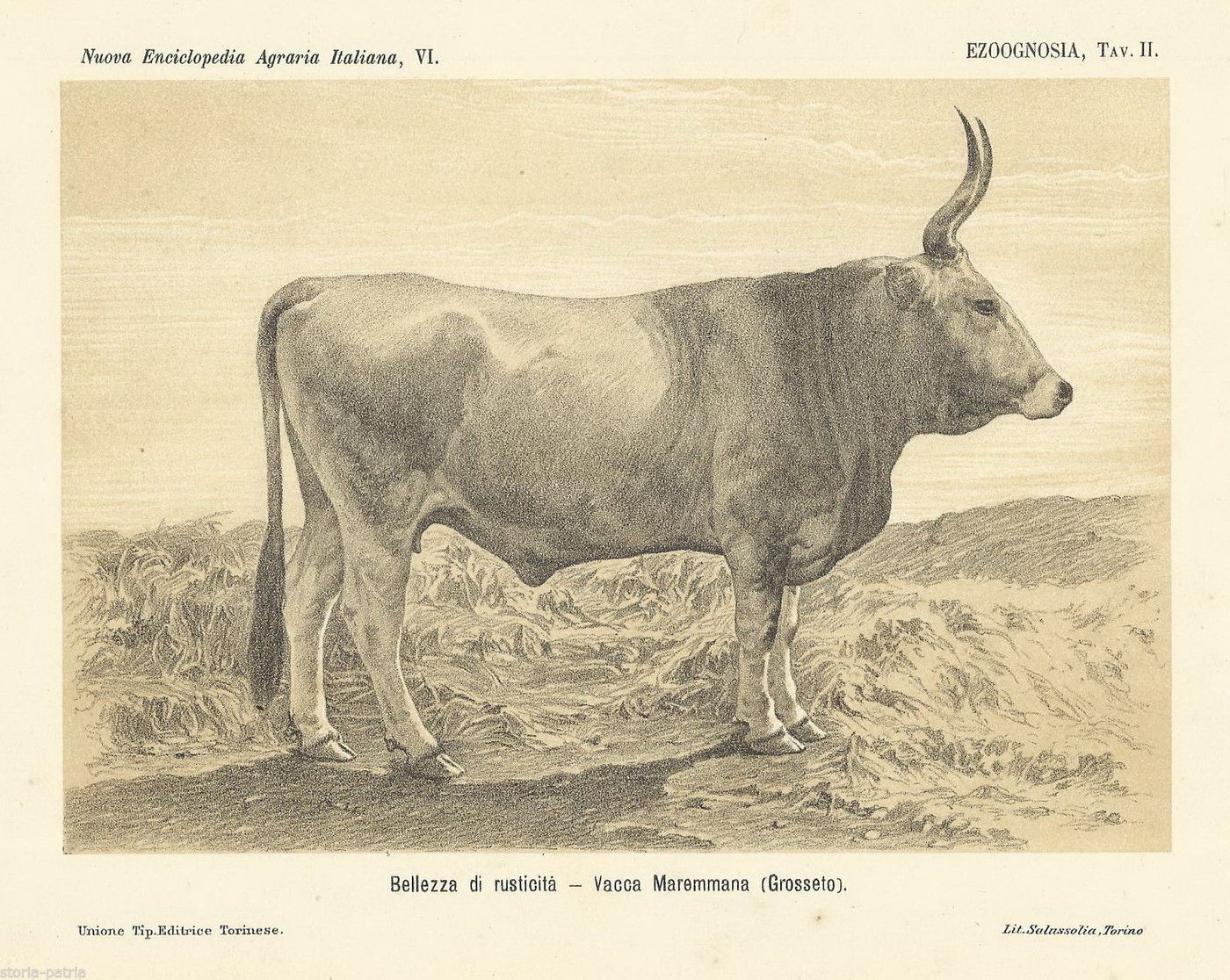 Litografia Vacca Maremmana 1901 Stampa Antica Zootecnia Toscana