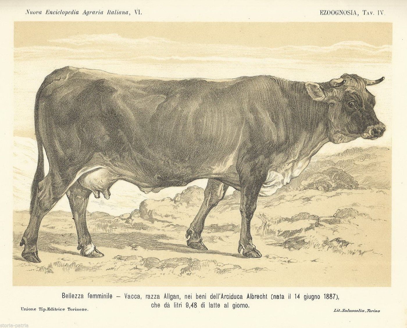 Stampa Antica Vacca Razza Algan Arciduca Albrecht 1887 Litografia