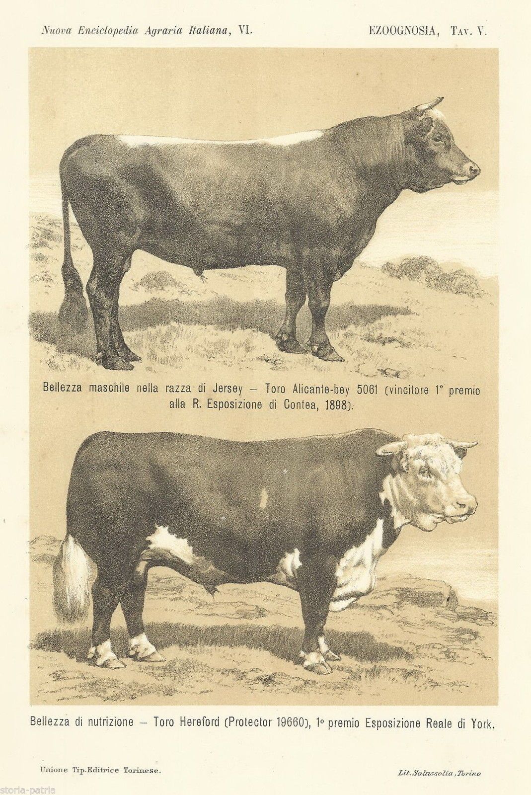 Stampa Litografica Tori Alicante E Hereford Salussolia 1901