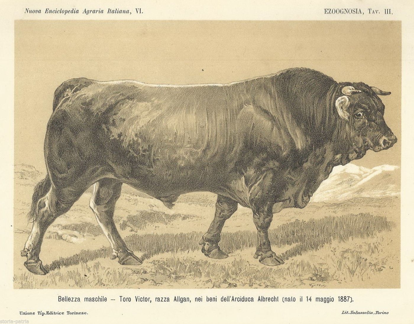 Stampa Antica Toro Victor, Razza Algan, Arciduca Albrecht, 1887