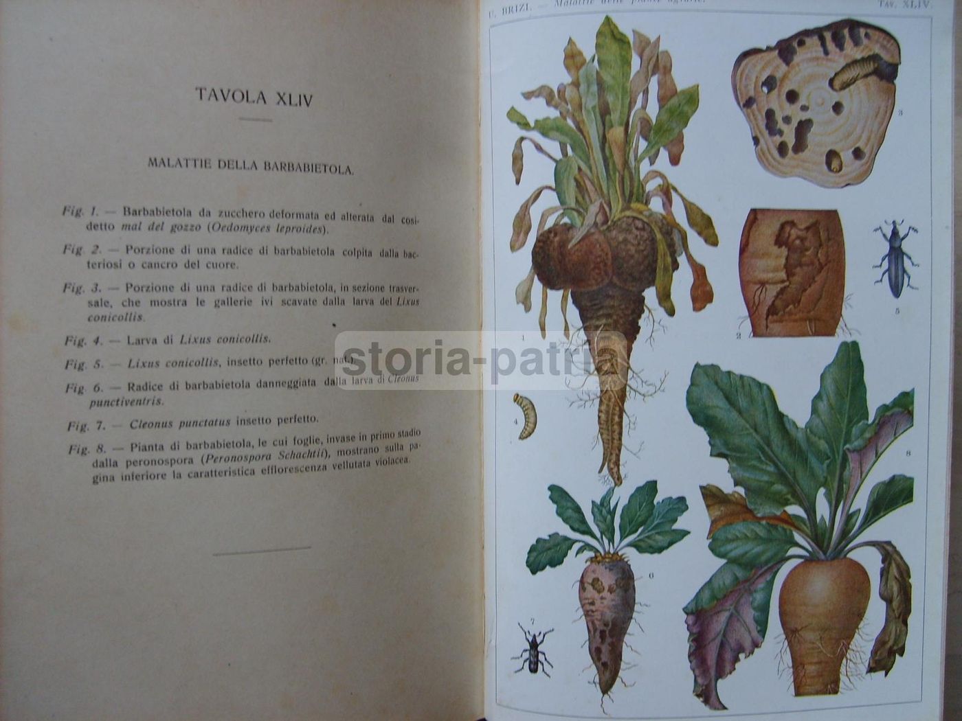 Malattie Delle Piante Agrarie. Manuale Atlante Con XLVIII Tavole A Colori. Ugo Brizi, 1919